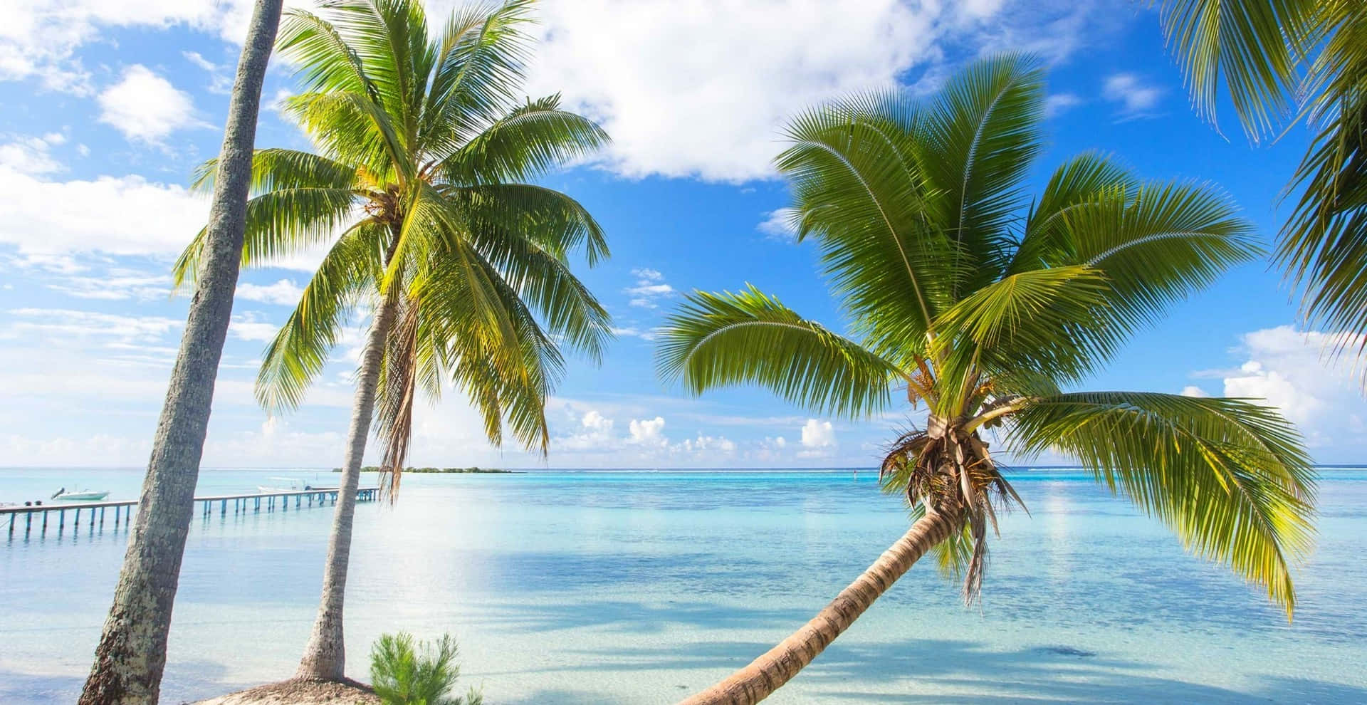 Bora Bora, turquoise waters, palm trees, Full HD Desktop Wallpaper
