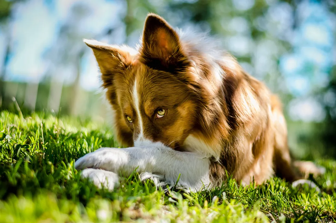 Border Collie Puppy