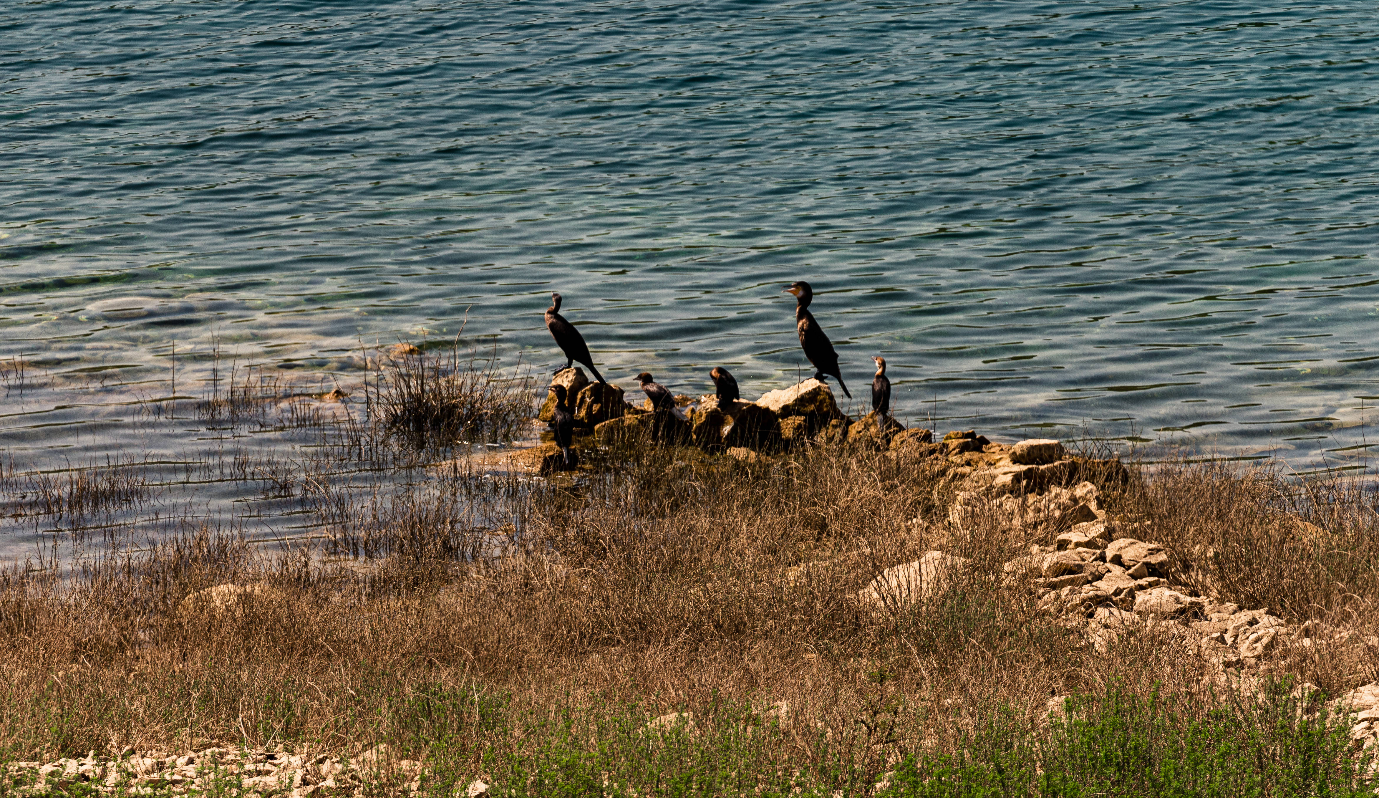 Bosnia And Herzegovina, water rails, dark cormorants, 4K Desktop Wallpaper