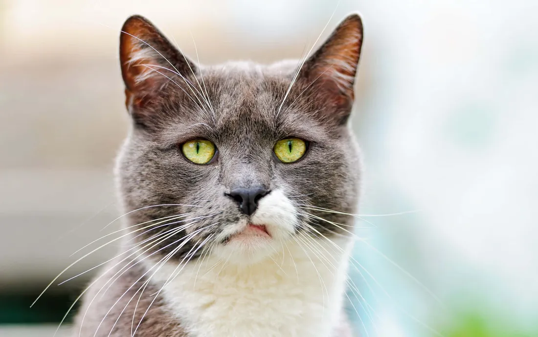 Boss cat