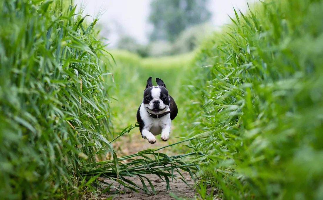 Boston terrier Wallpapers