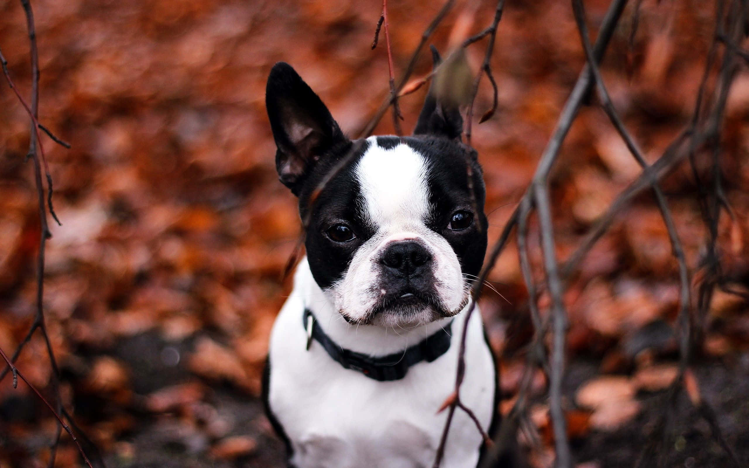 Boston Terrier, black and white, autumn leaves, 2K Desktop Wallpaper