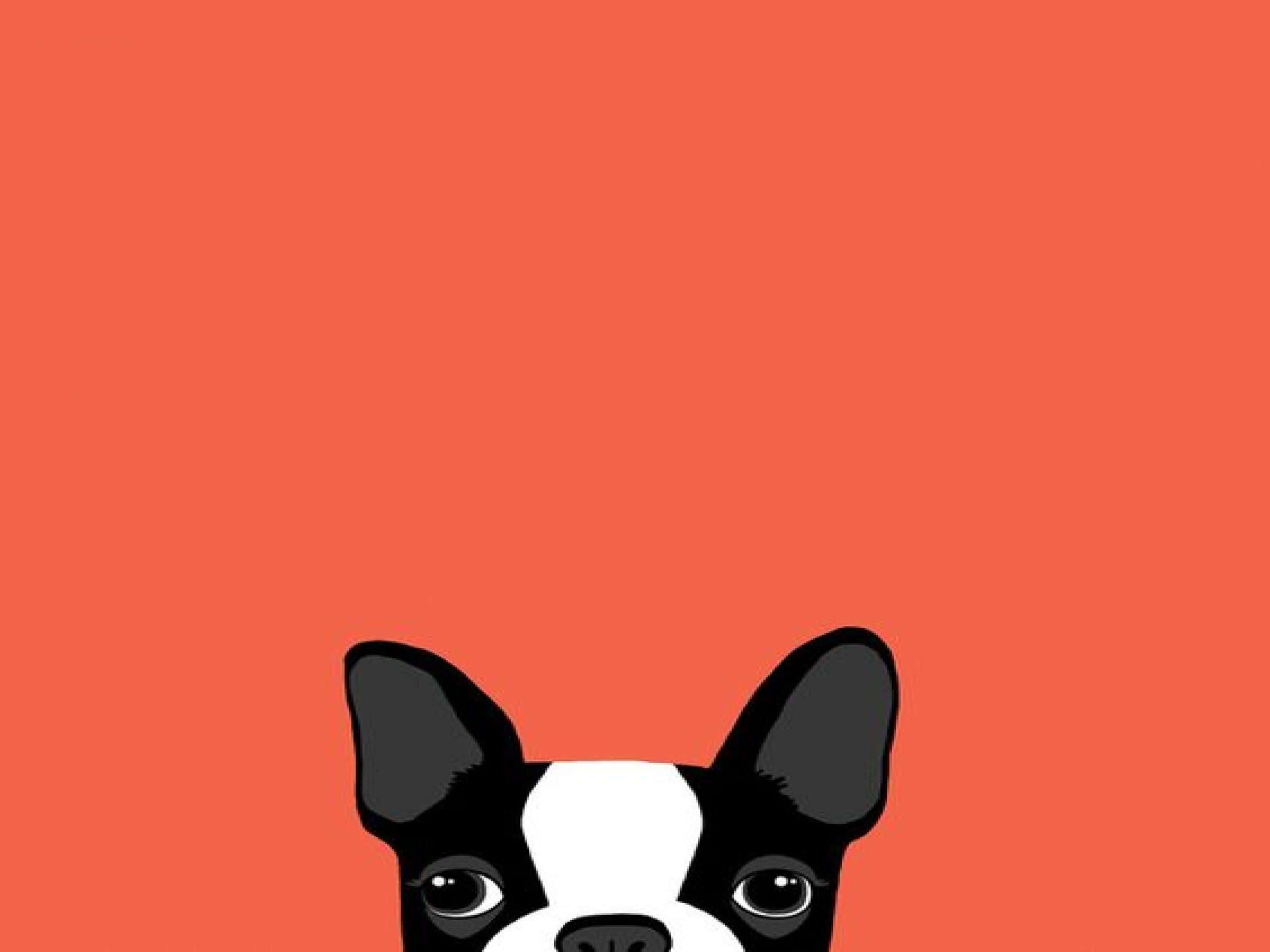 Boston Terrier, orange background, coral background, 2K Desktop Wallpaper