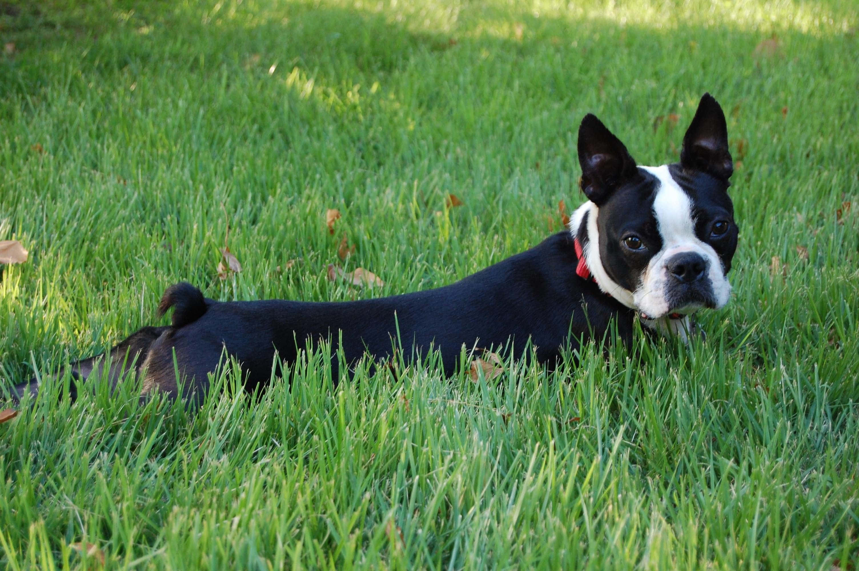 Boston Terrier, black and white, vibrant green grass, 2K Desktop Wallpaper