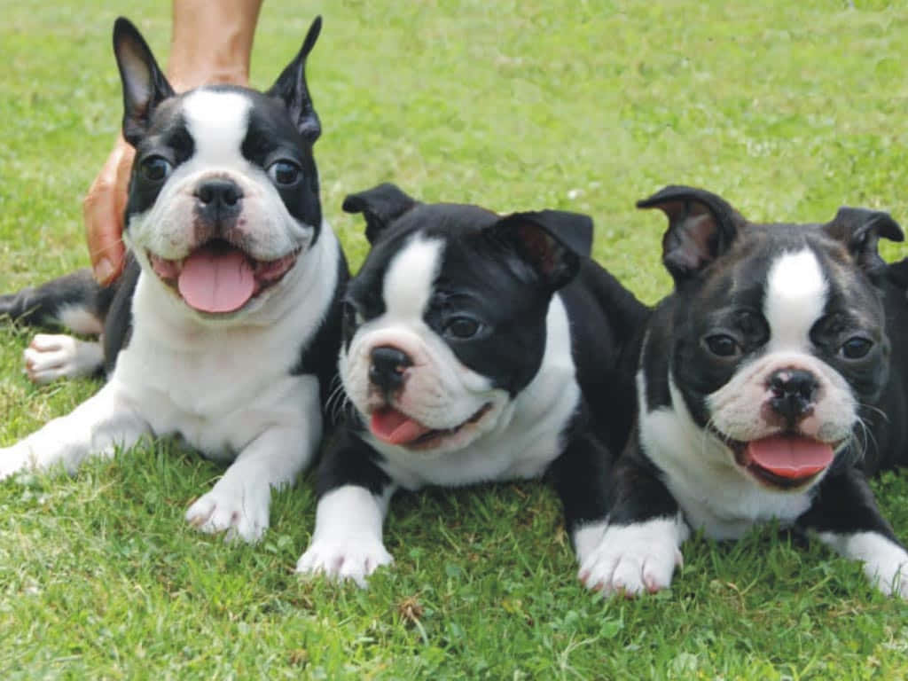 Boston terrier, black and white fur, vibrant green grass, SD Desktop Wallpaper