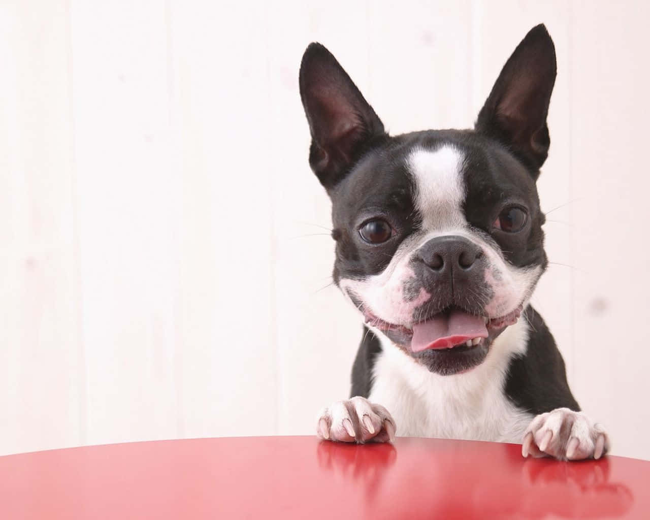 Boston Terrier, black and white, perky ears, HD Desktop Wallpaper