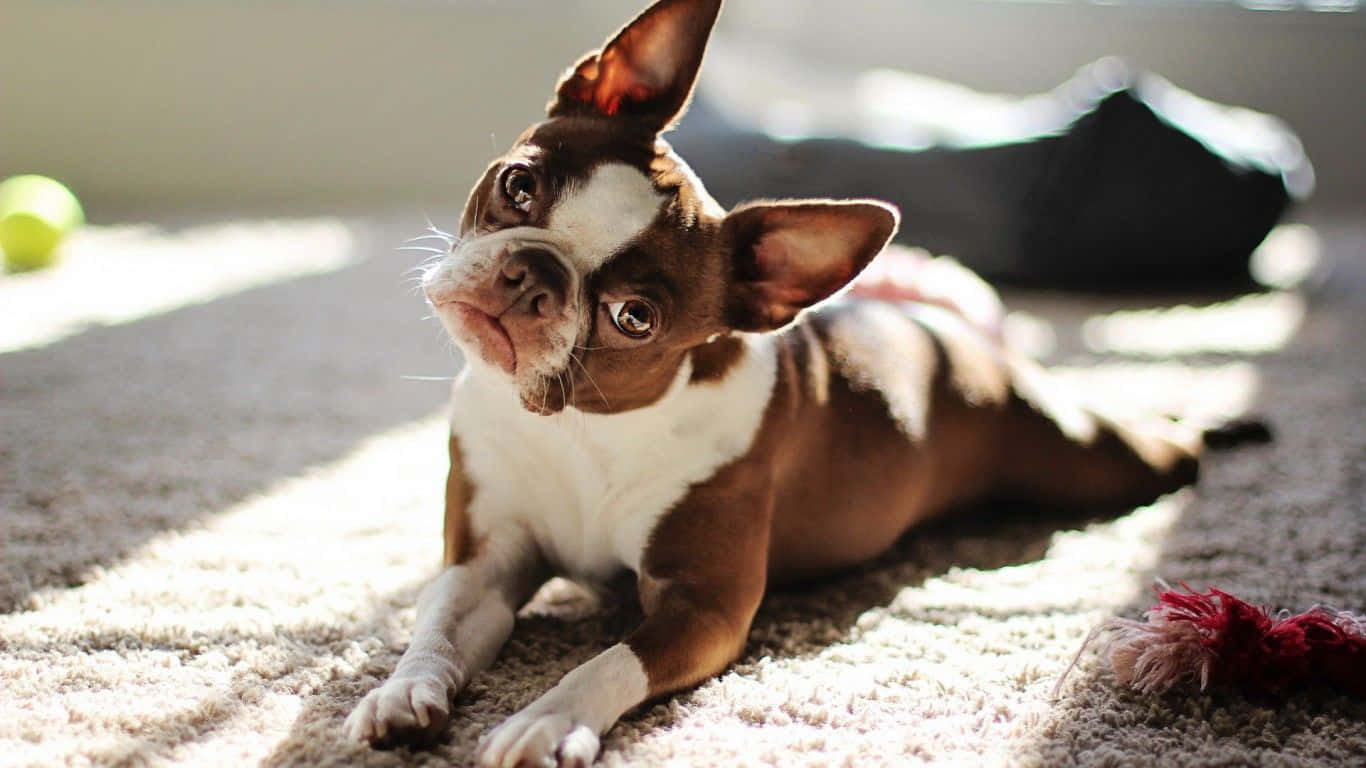Boston Terrier, brown and white, puppy, HD Desktop Wallpaper