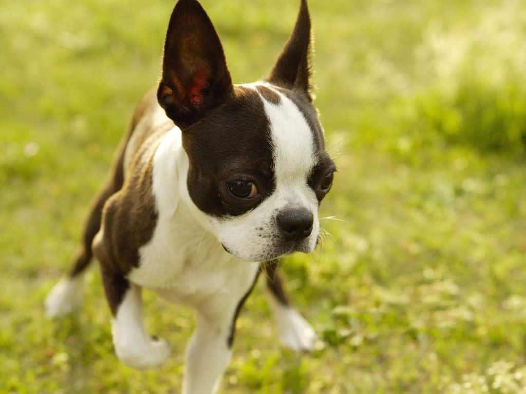 Boston Terrier, black and white markings, sunlit grassy field, SD Desktop Wallpaper