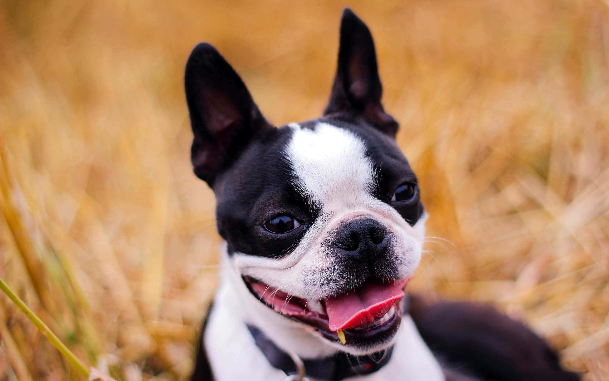 Boston Terrier, white stripe, black fur, 2K Desktop Wallpaper