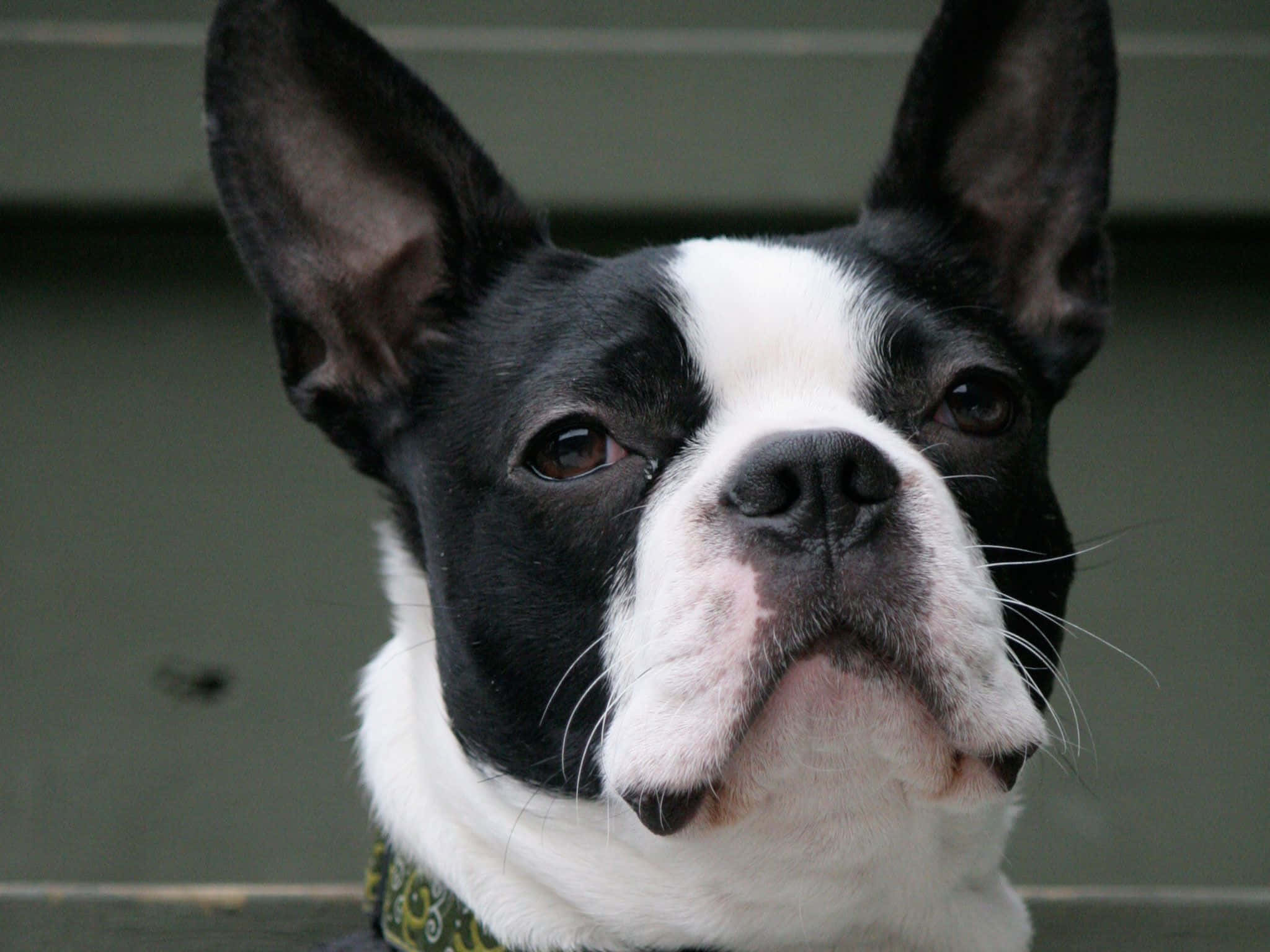 Boston Terrier, black and white, perky ears, Full HD Desktop Wallpaper