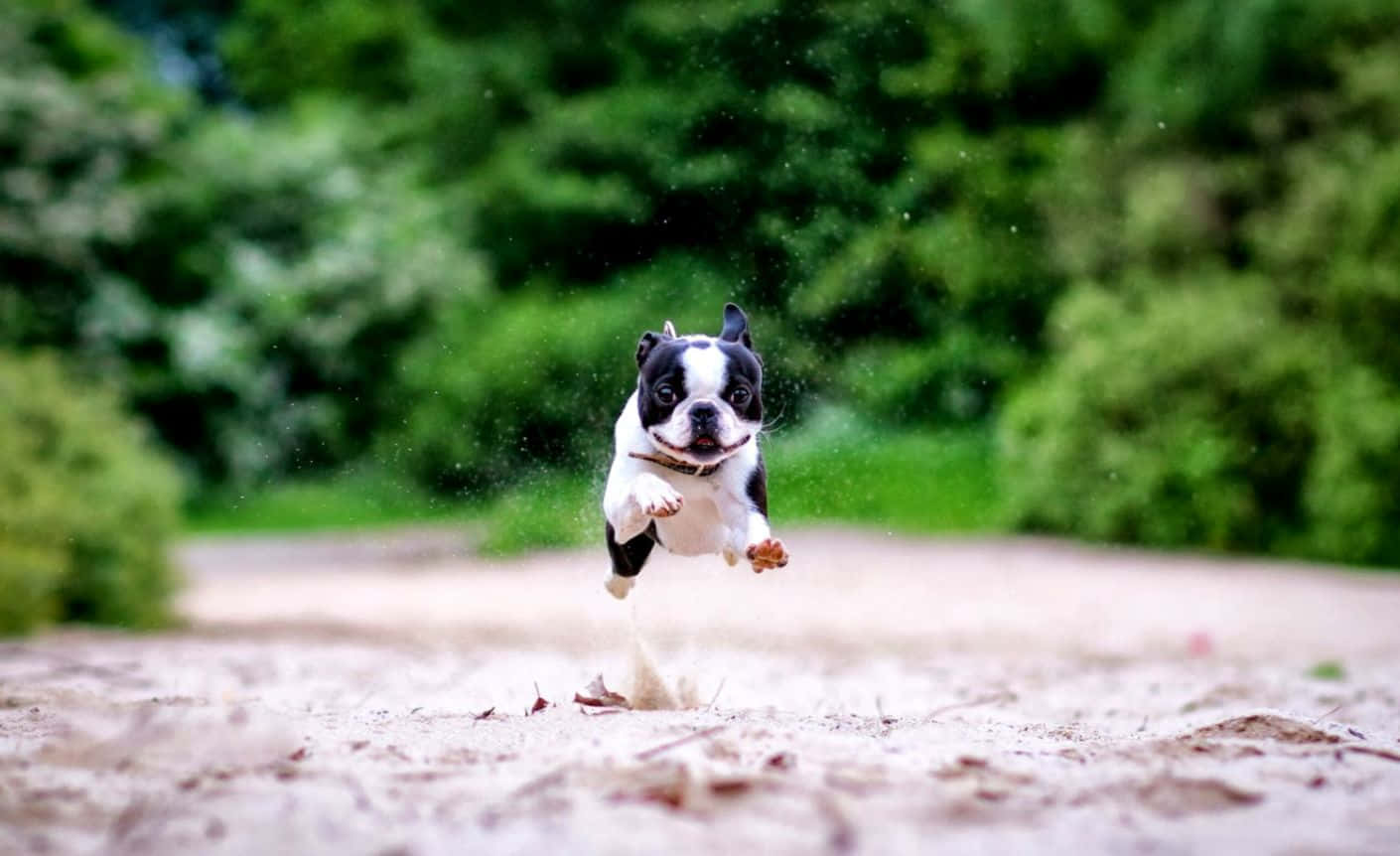 Boston Terrier, black and white, puppy, HD Desktop Wallpaper