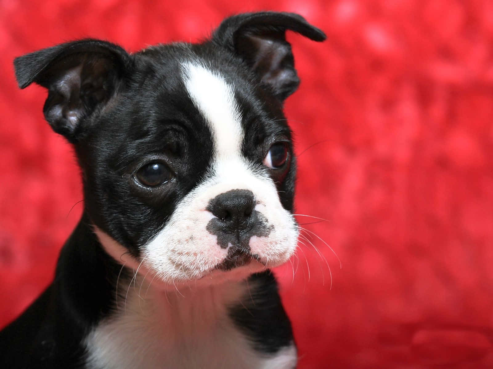 Boston Terrier, black and white, big dark eyes, HD Desktop Wallpaper