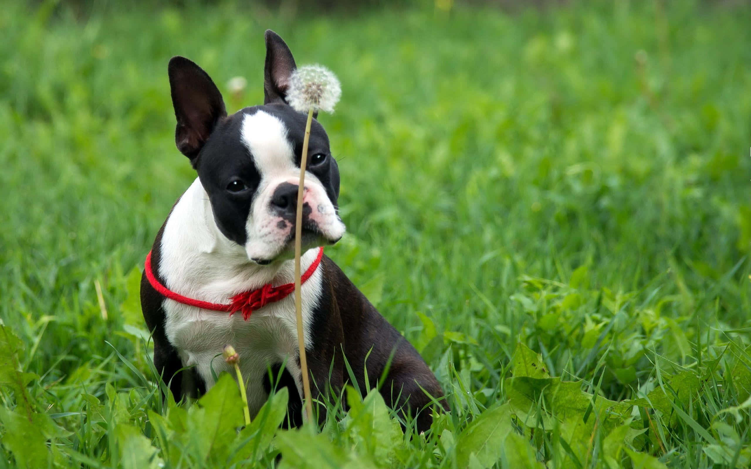 Boston Terrier, black and white, lush green grass, 2K Desktop Wallpaper