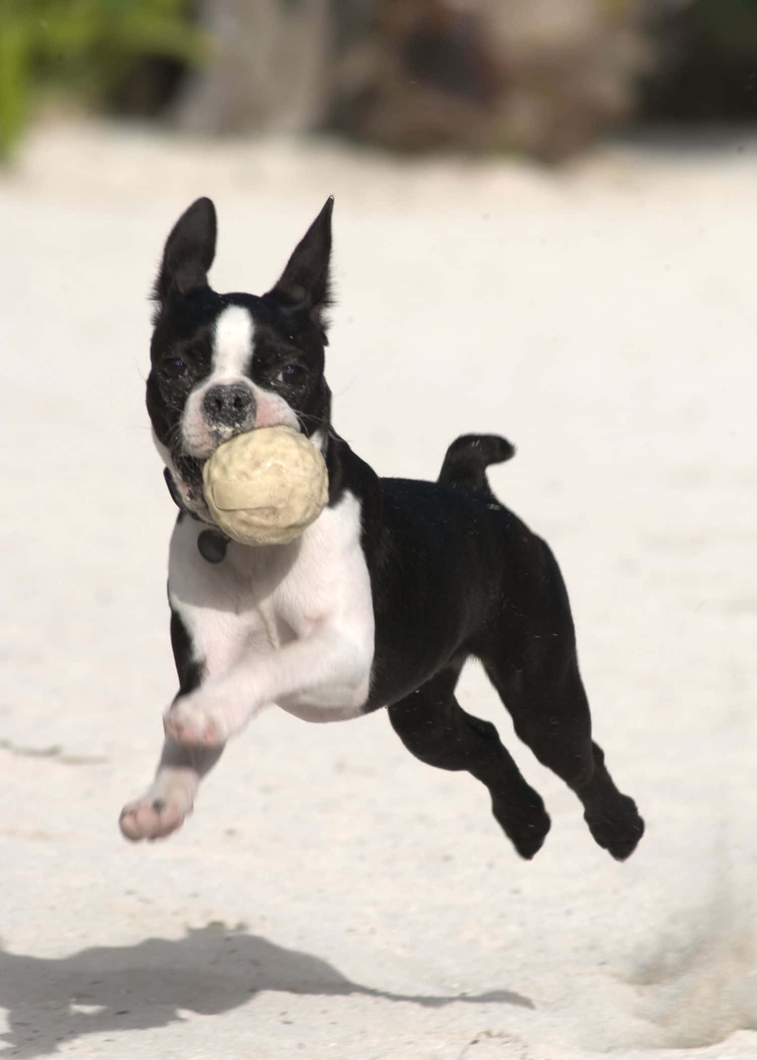 Boston Terrier, black and white, tennis ball, Full HD Phone Wallpaper