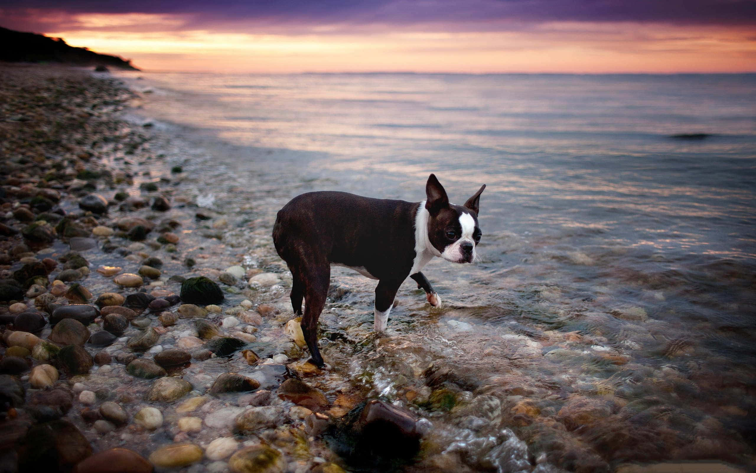 Boston terrier, pebbled beach, sunset, 2K Desktop Wallpaper