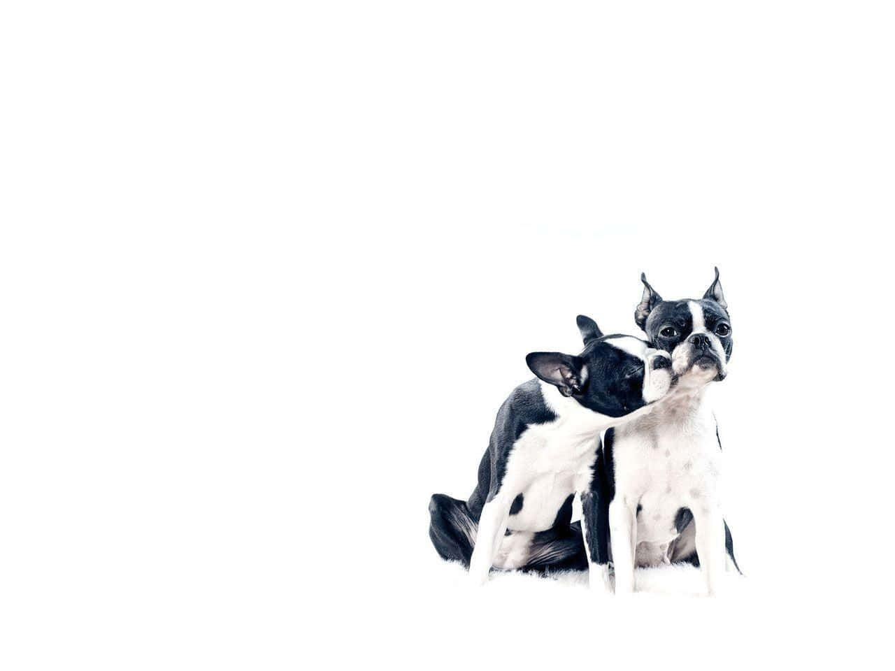 Boston terrier, black and white, cuddle closely, HD Desktop Wallpaper