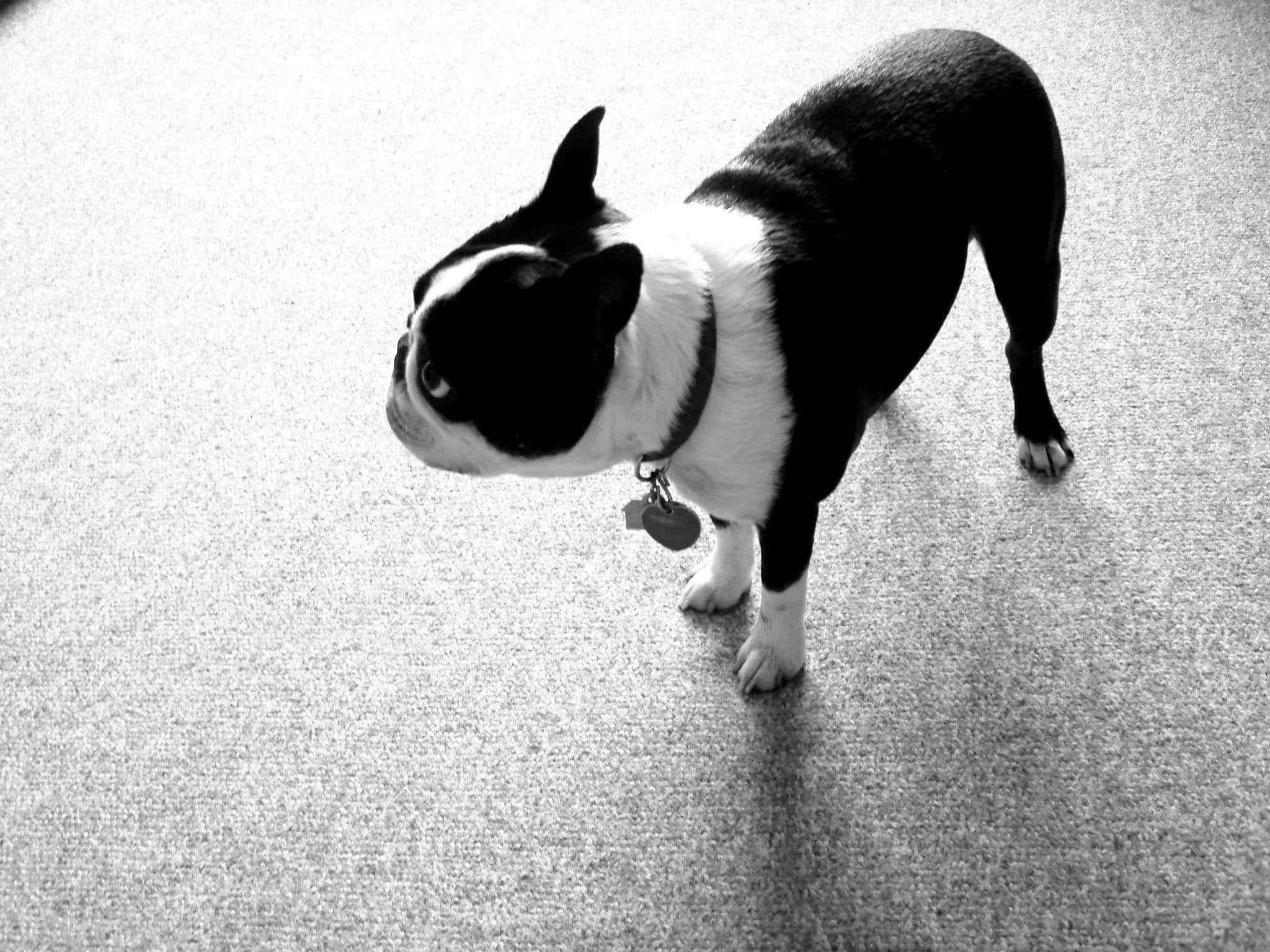 Boston Terrier, black and white, textured carpet, Full HD Desktop Wallpaper