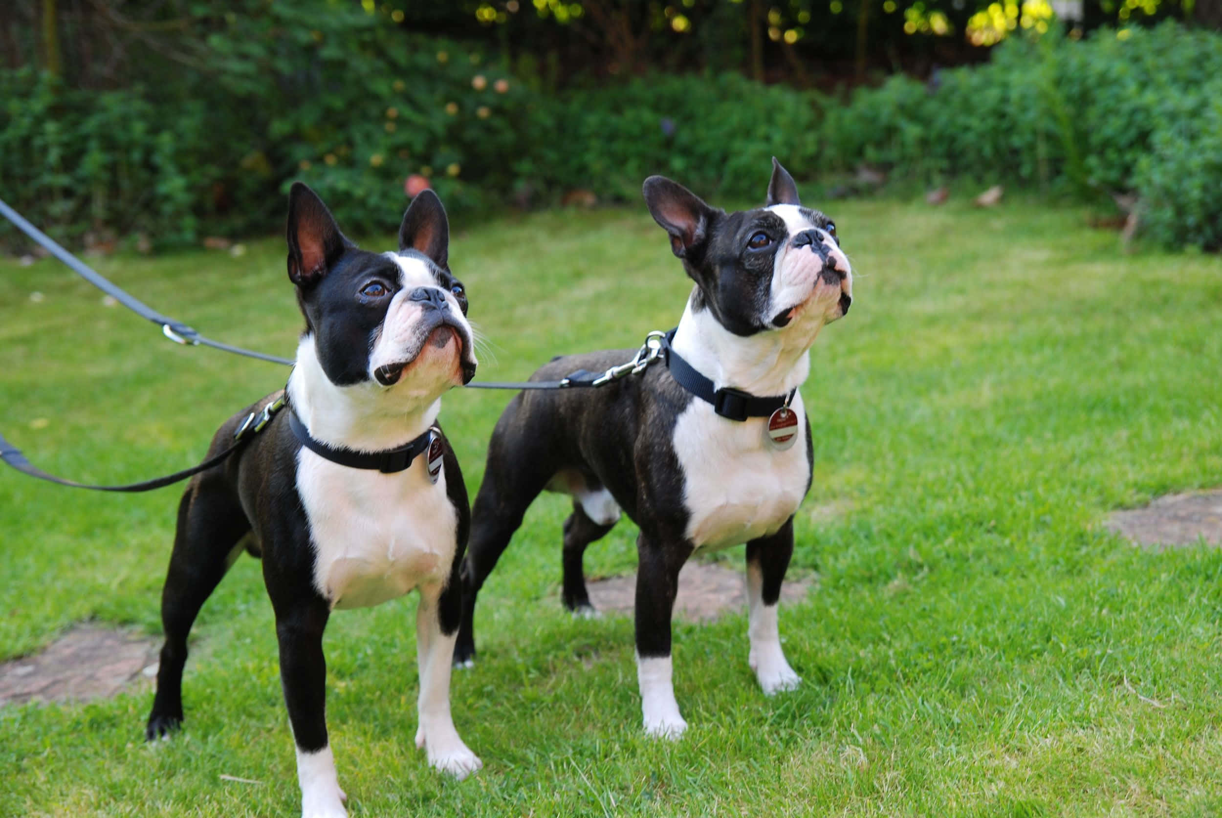 Boston Terrier, black and white, sunlit grassy lawn, Full HD Desktop Wallpaper