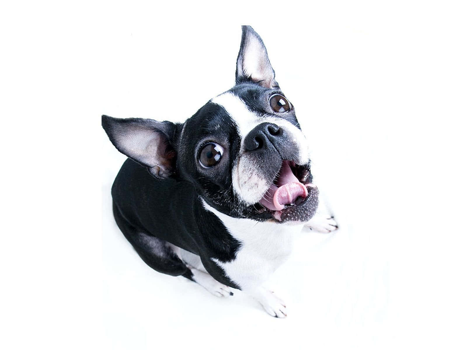 Boston Terrier, black and white, wide eyes, HD Desktop Wallpaper