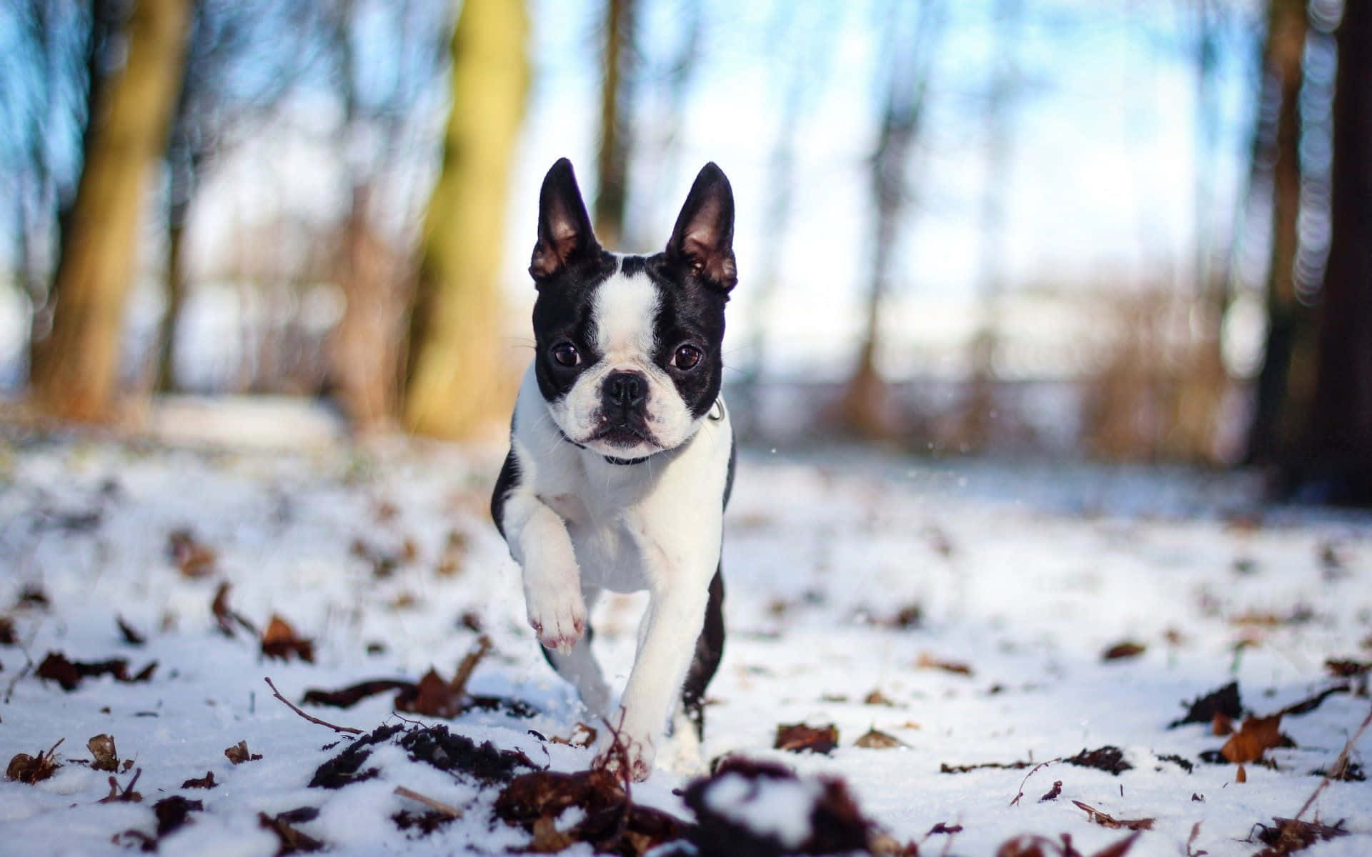 Boston Terrier, snowy forest path, black and white, Full HD Desktop Wallpaper