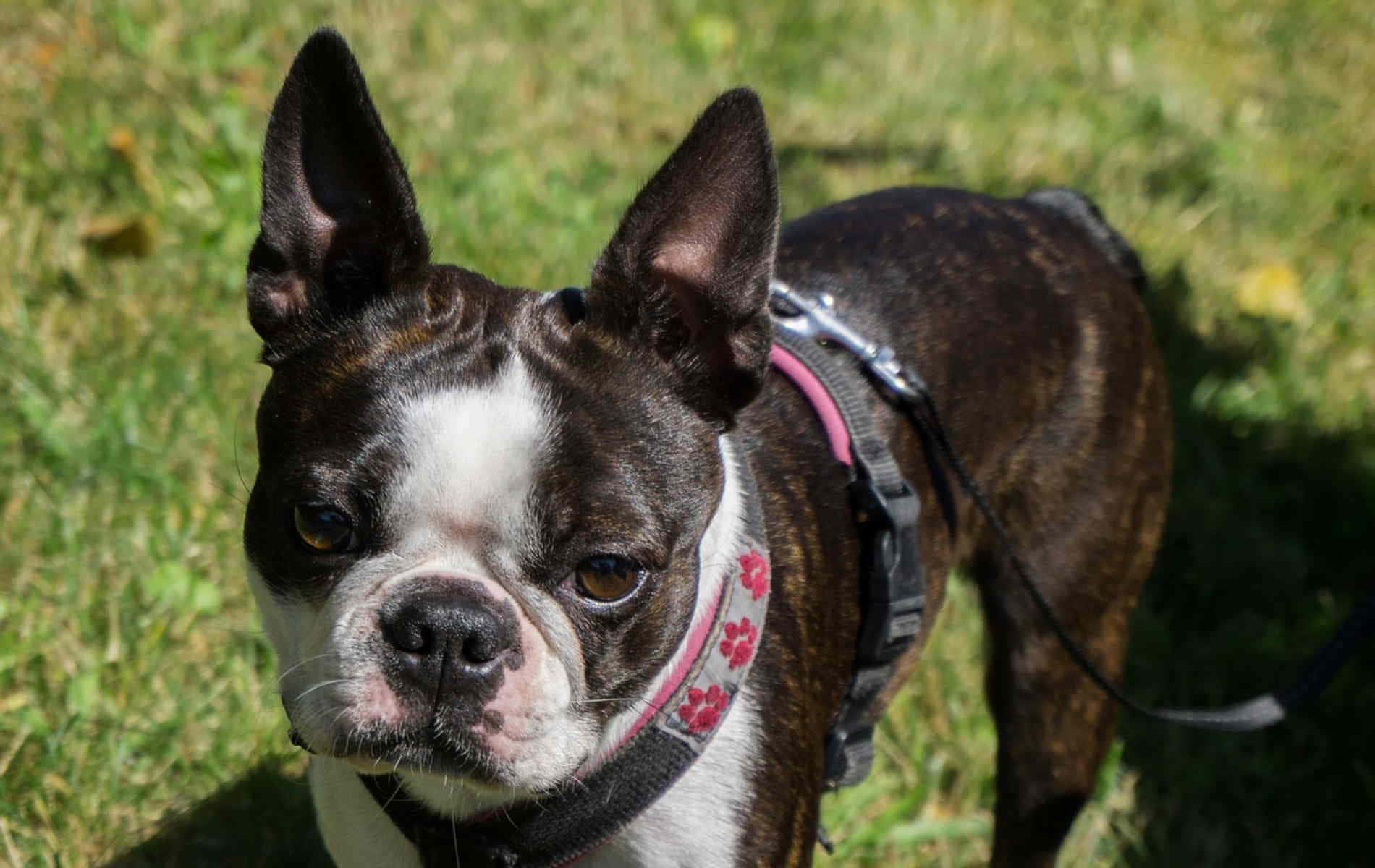 Boston Terrier, brindle and white, pink floral harness, HD Desktop Wallpaper