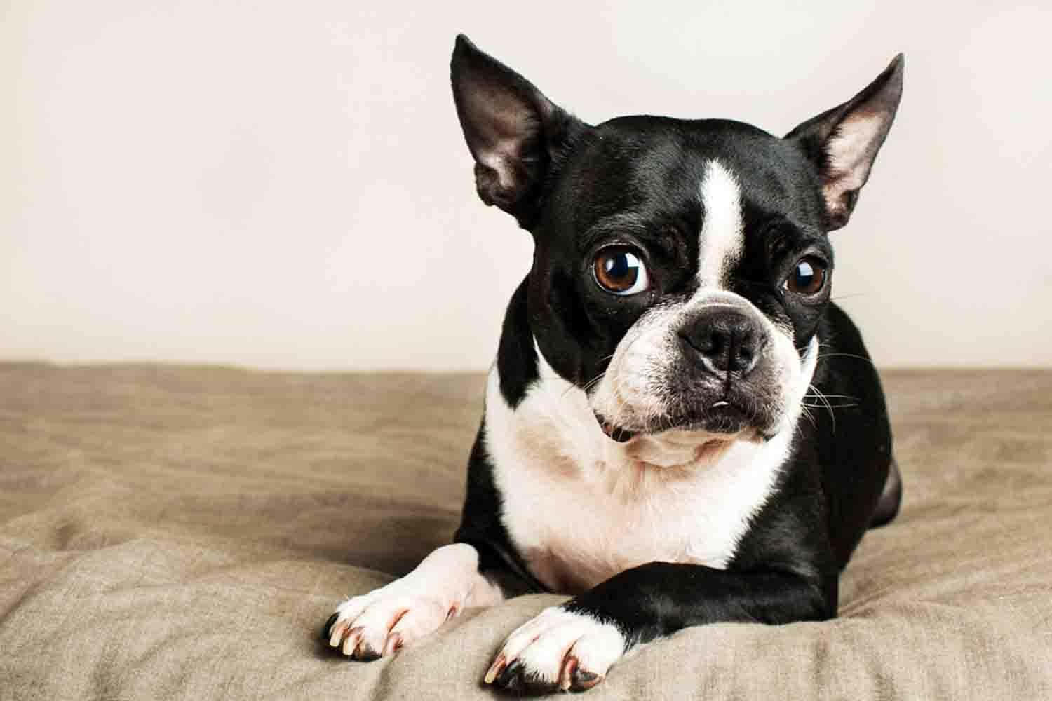 Boston Terrier, black and white, beige cushion, HD Desktop Wallpaper
