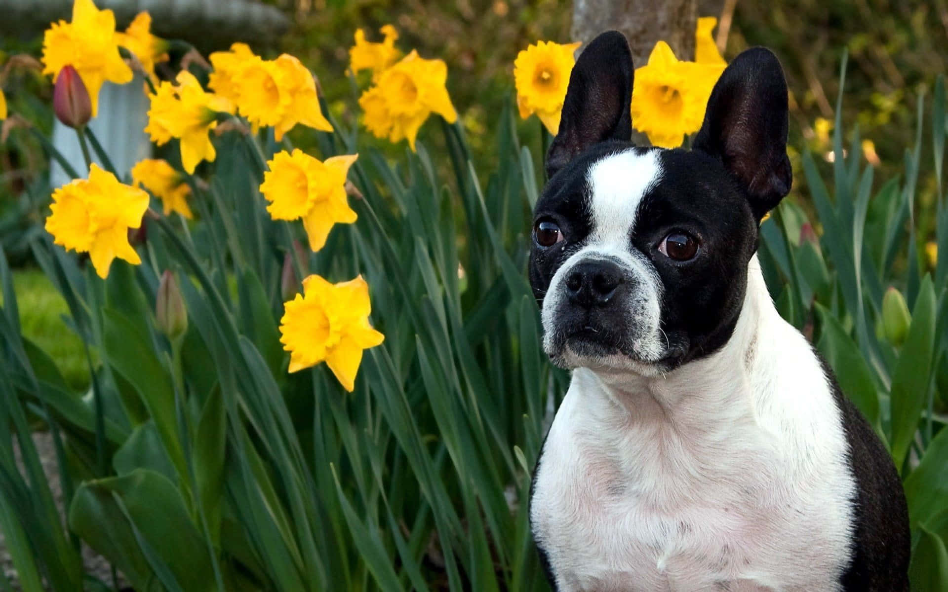 Boston Terrier, black and white, vibrant yellow daffodils, Full HD Desktop Wallpaper