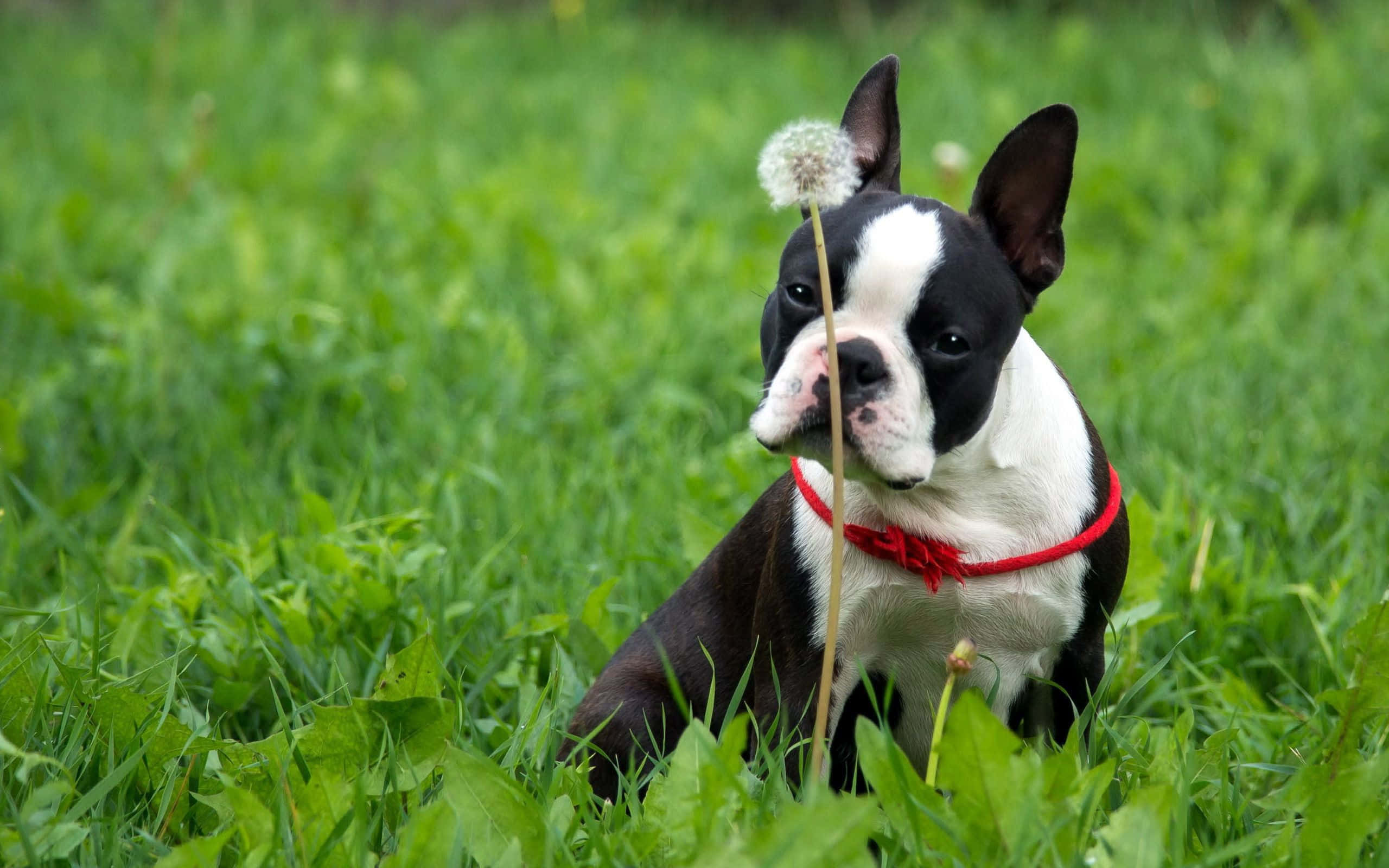 Boston Terrier, black and white, lush green grass, 2K Desktop Wallpaper