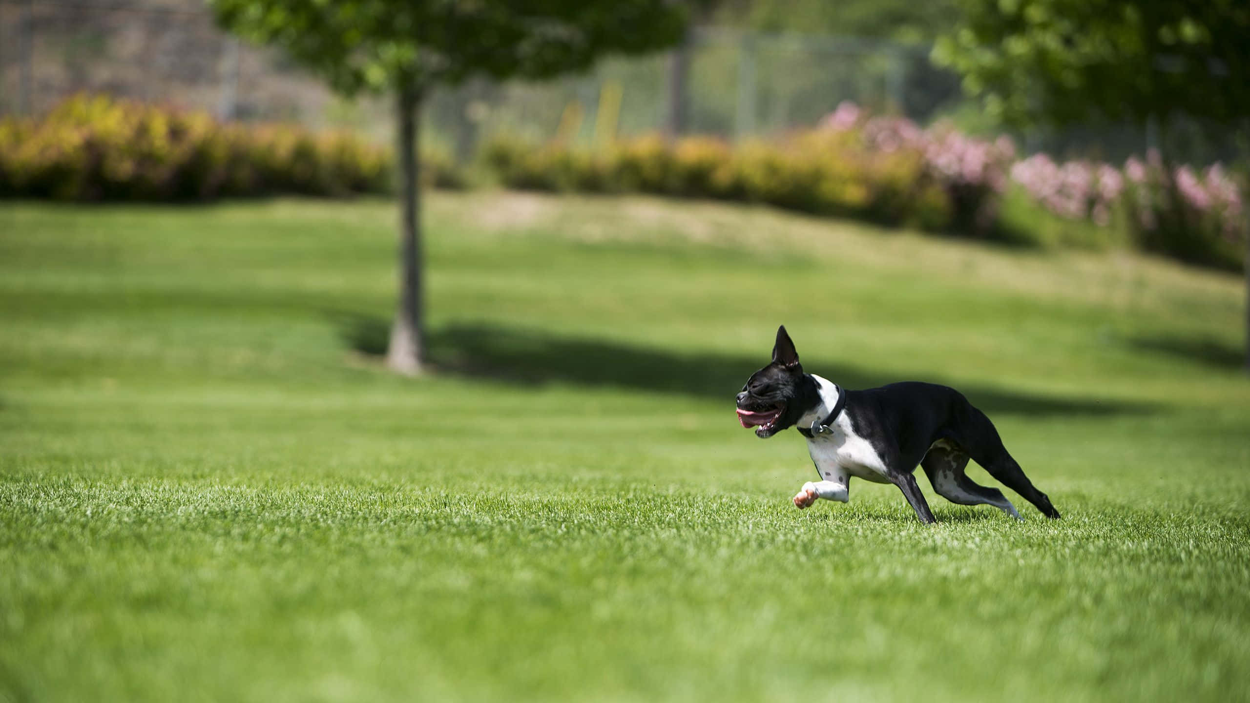 Boston Terrier, black and white, sunlit green lawn, 2K Desktop Wallpaper