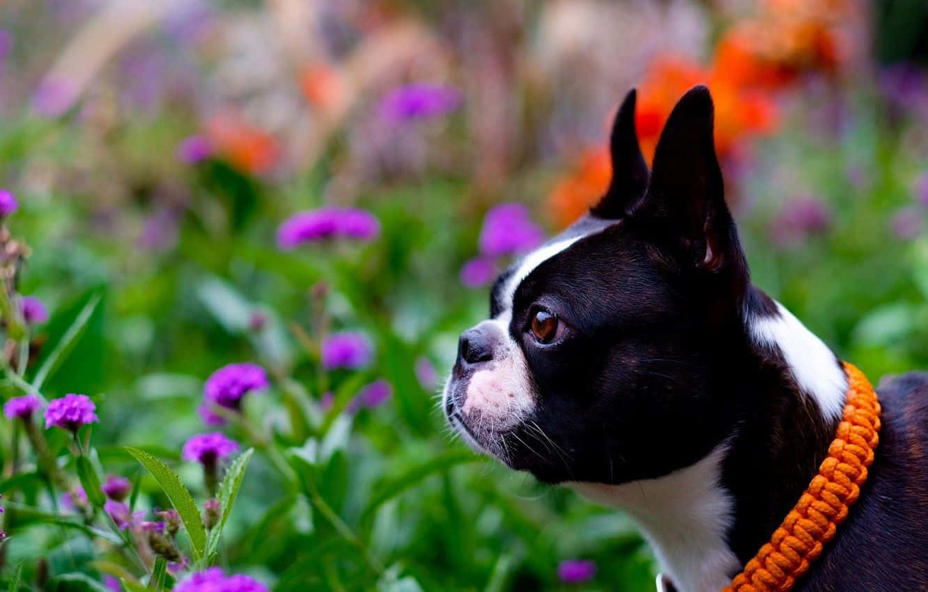 Boston terrier, bright orange woven collar, vibrant field of purple and orange flowers, HD Desktop Wallpaper
