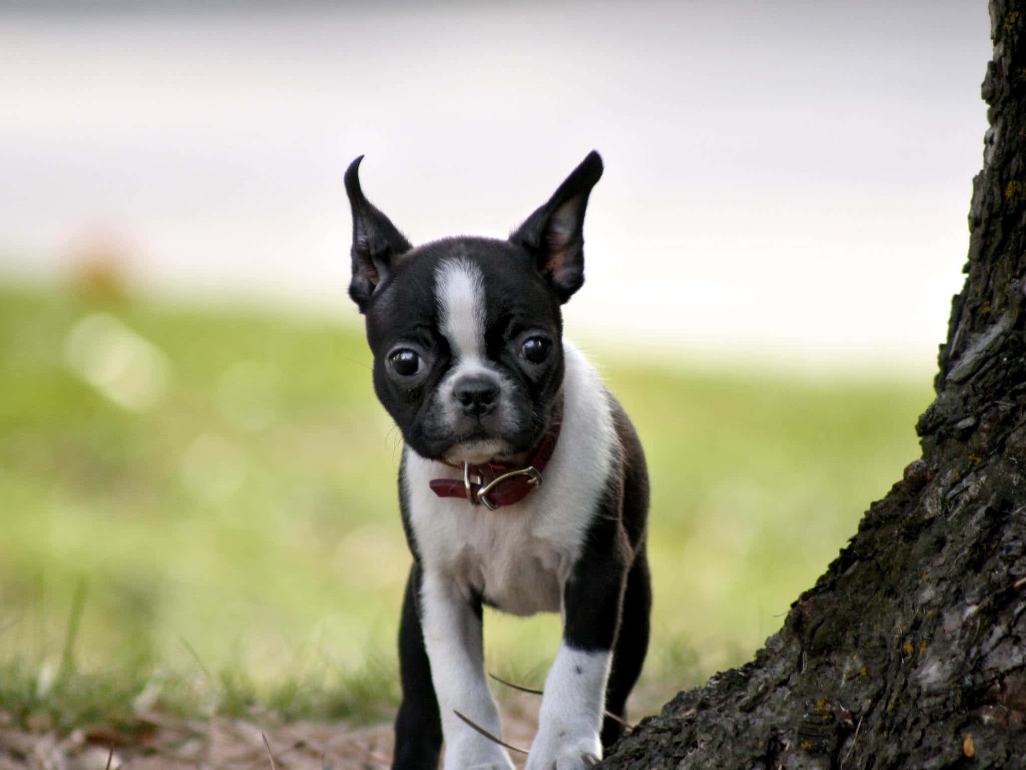 Boston Terrier, black and white, puppy, Full HD Desktop Wallpaper