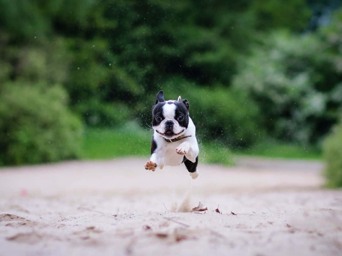 Boston Terrier, black and white, puppy, SD Desktop Wallpaper