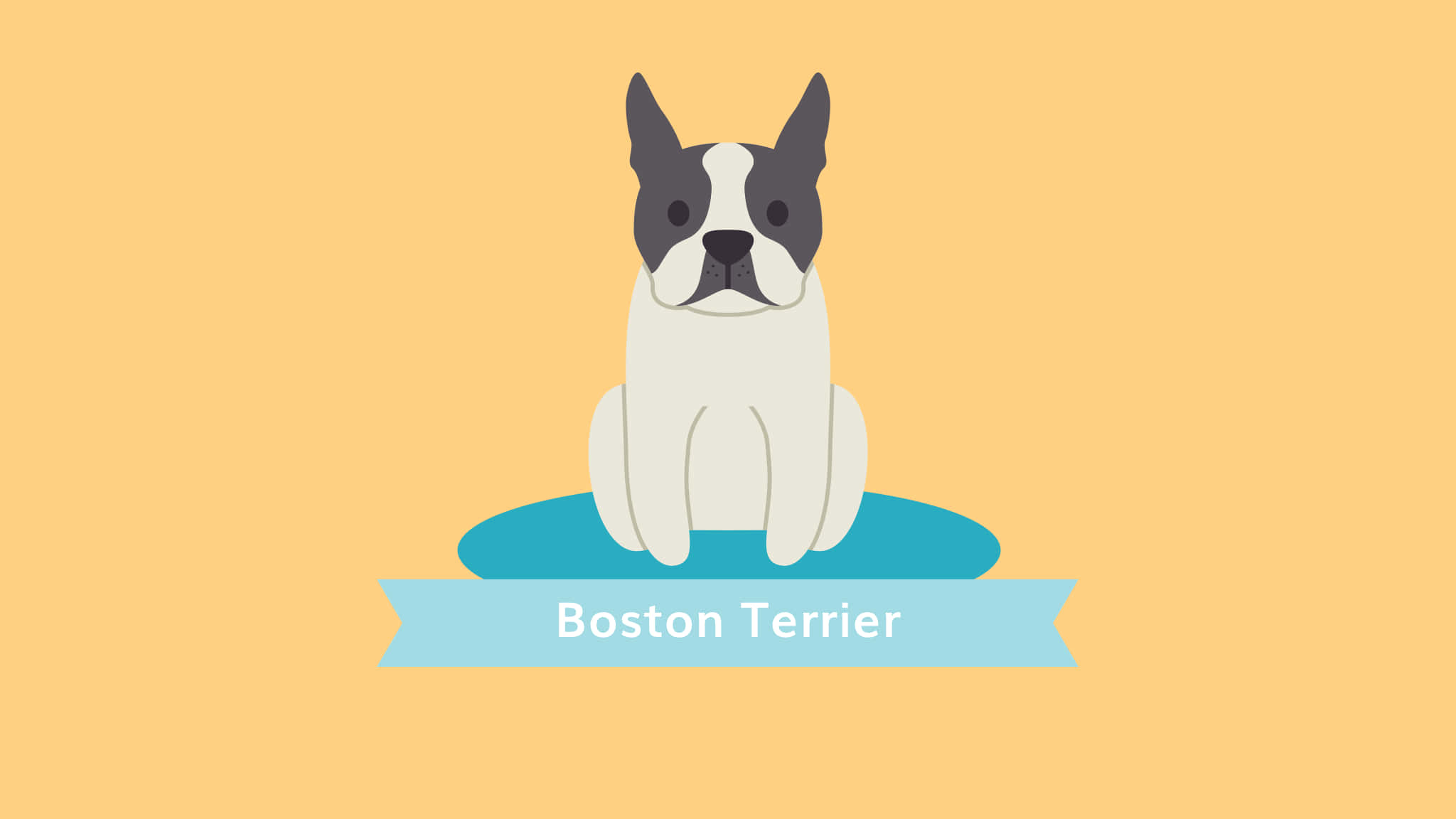 Boston Terrier, blue cushion, warm yellow background, Full HD Desktop Wallpaper