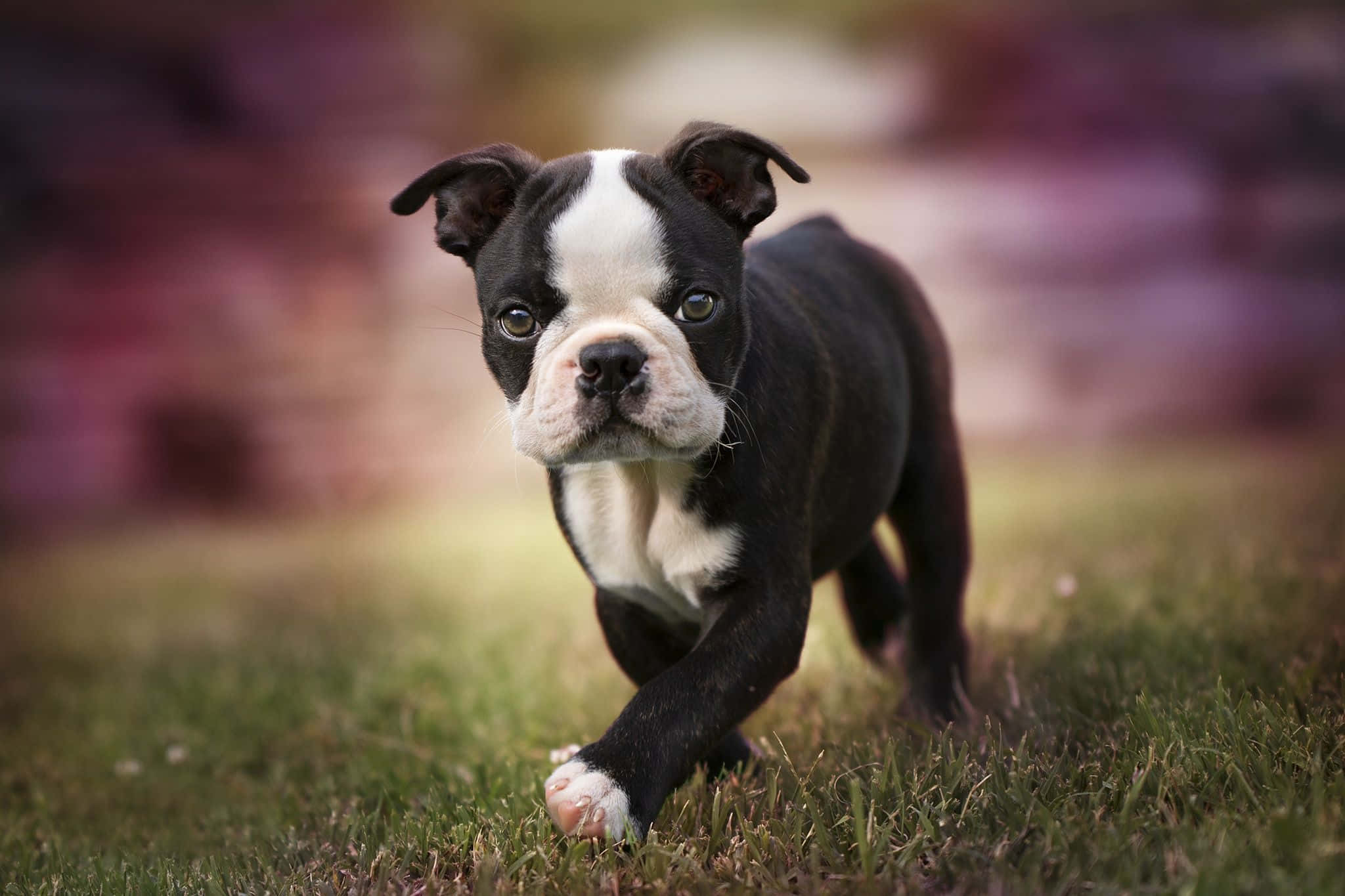 Boston Terrier, black and white, puppy, Full HD Desktop Wallpaper