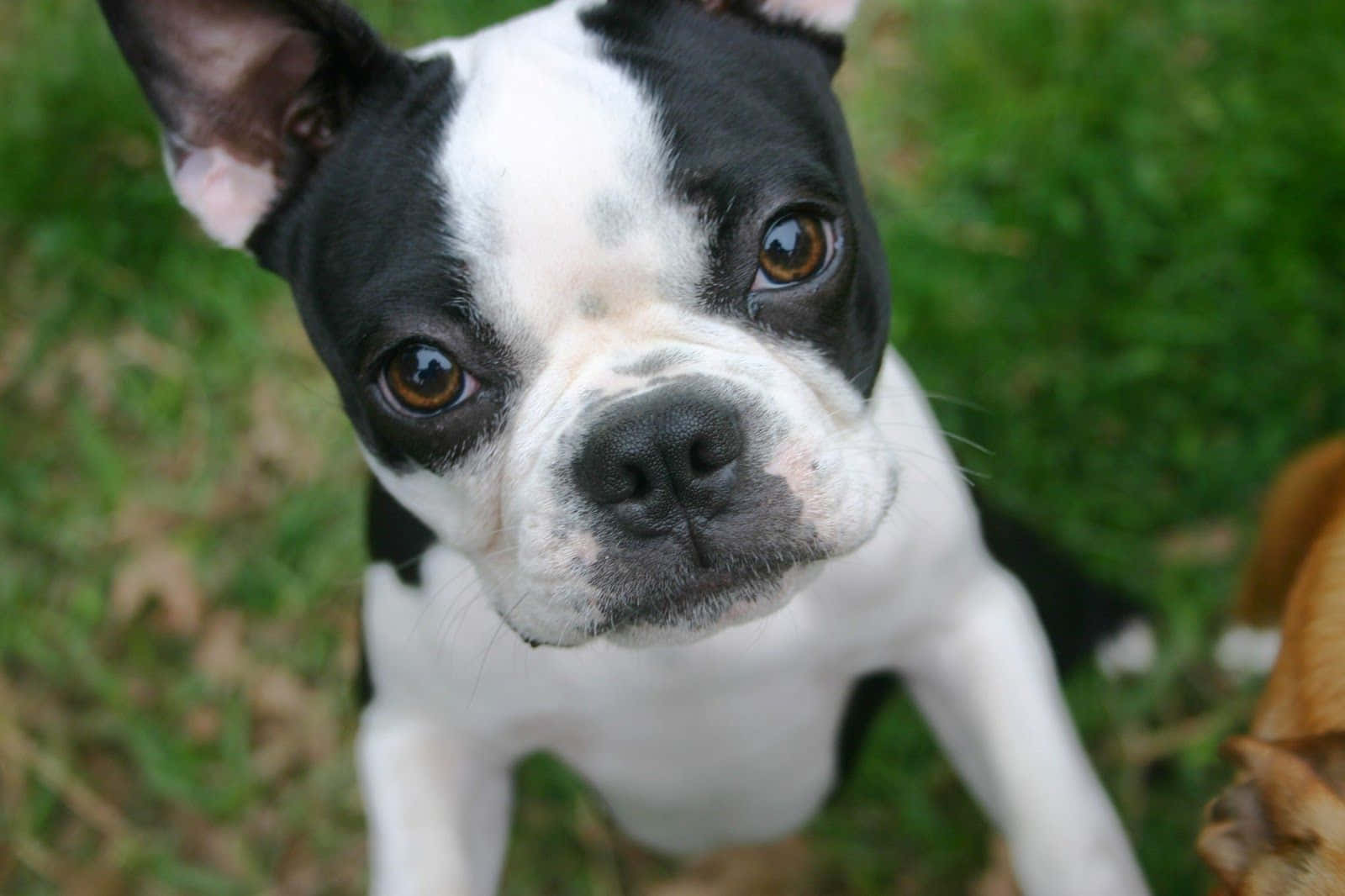 Boston Terrier, black and white, big brown eyes, HD Desktop Wallpaper