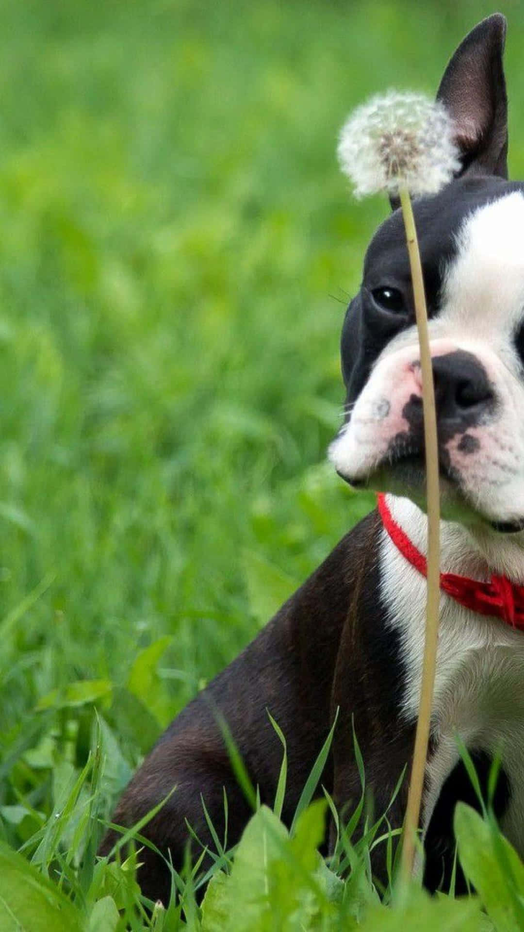 Boston Terrier, black and white, lush green grass, Full HD Phone Wallpaper