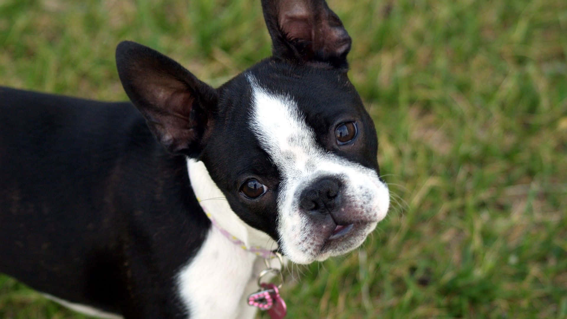 Boston Terrier, black and white, big dark eyes, Full HD Desktop Wallpaper