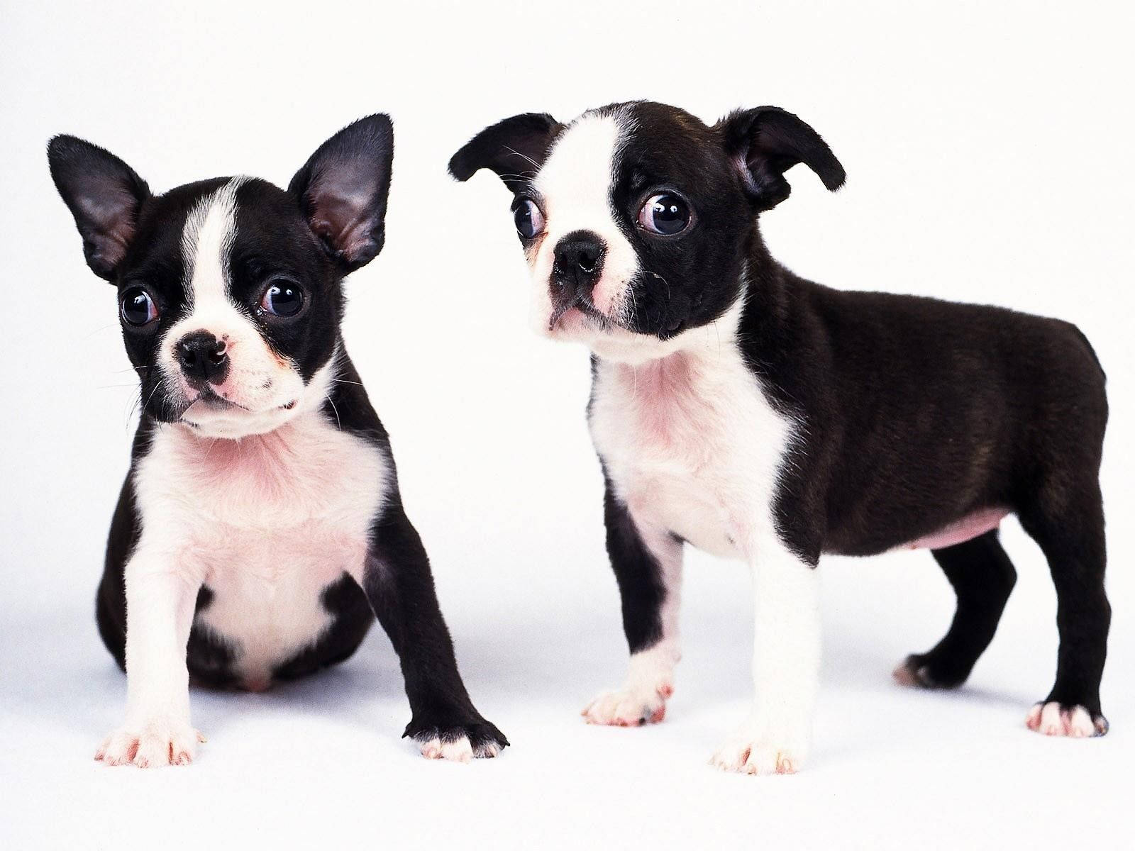 Boston terrier, black and white, puppies, HD Desktop Wallpaper