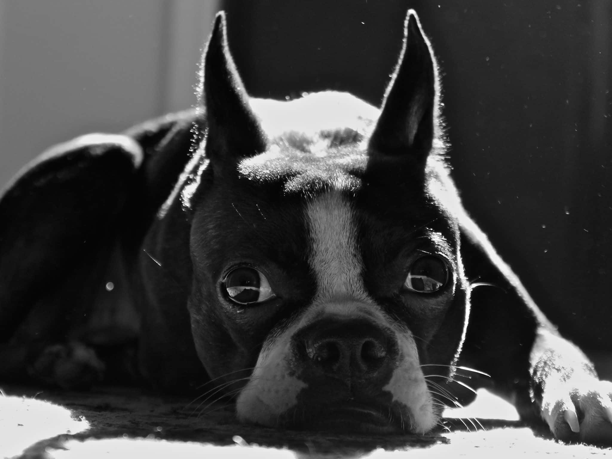 Boston Terrier, black and white, close-up, Full HD Desktop Wallpaper
