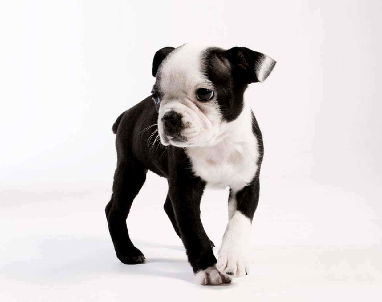 Boston Terrier, black and white, puppy, SD Desktop Wallpaper