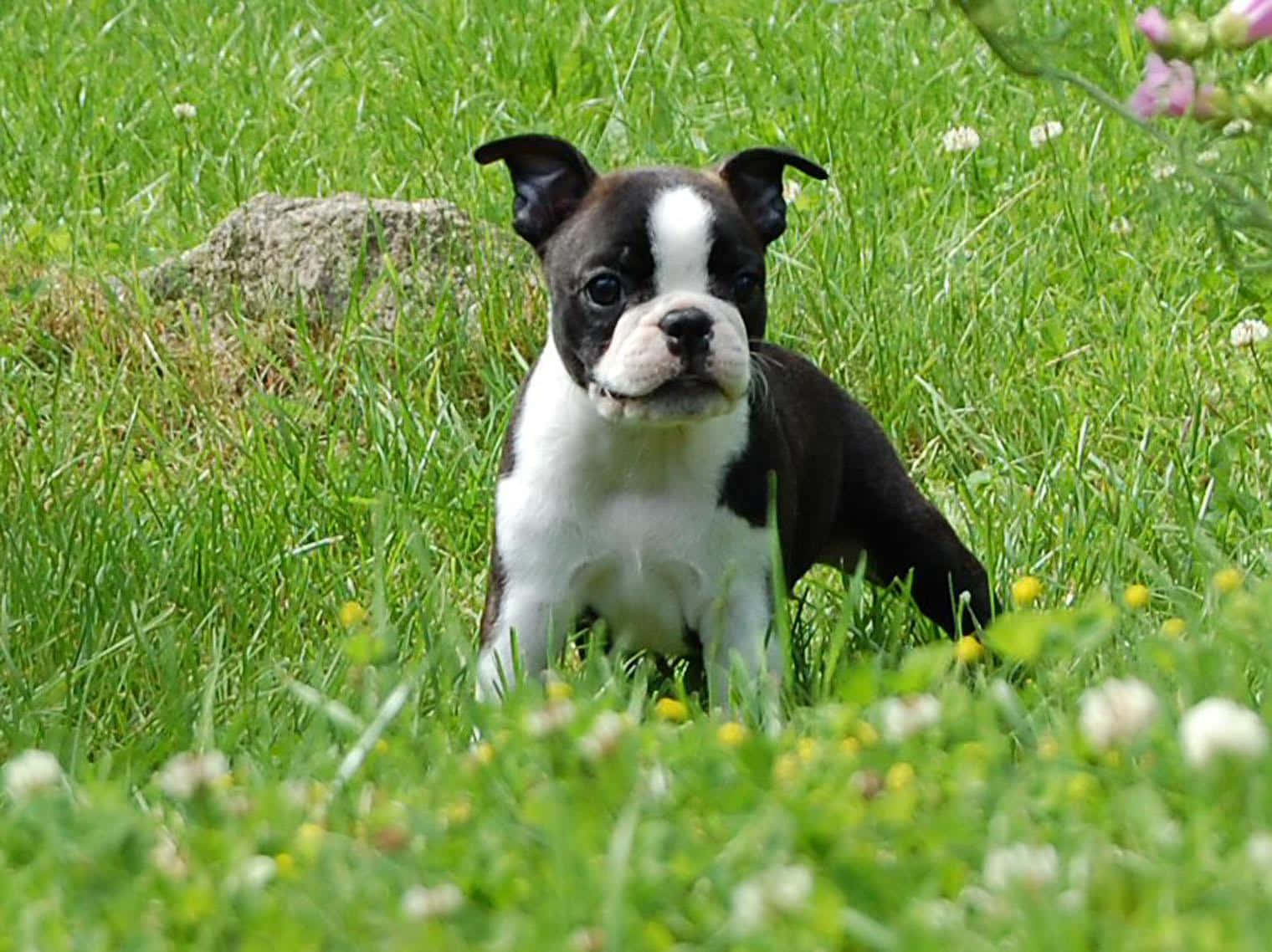 Boston Terrier, black and white, vibrant green grass, HD Desktop Wallpaper