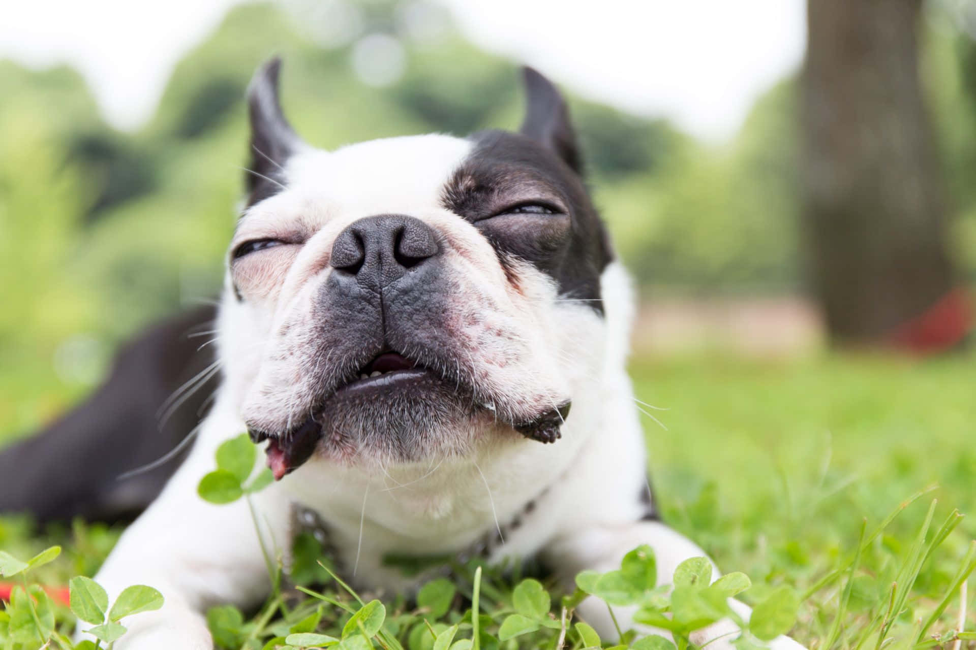 Boston Terrier, black and white, green grass, Full HD Desktop Wallpaper