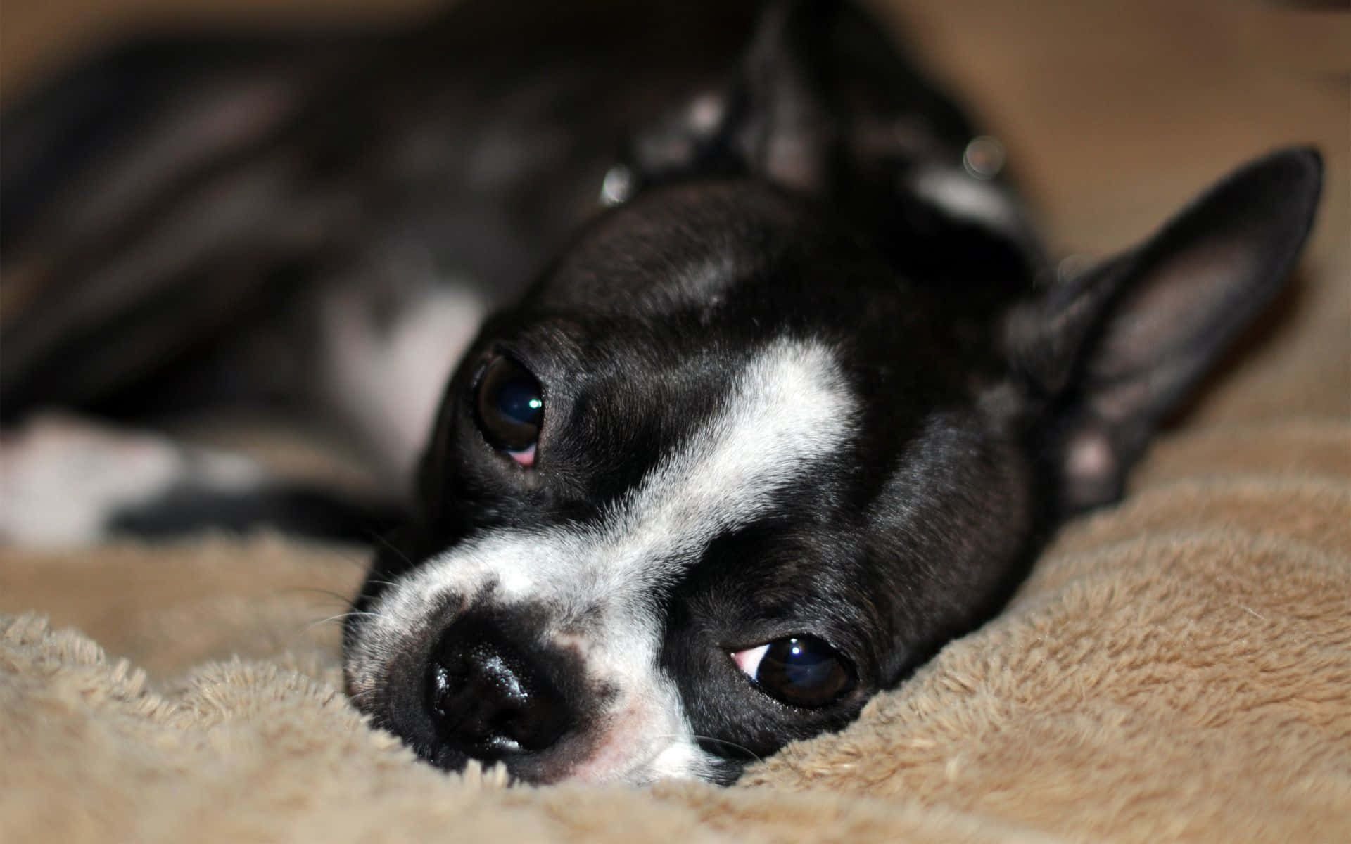 Boston Terrier, black and white, puppy, Full HD Desktop Wallpaper