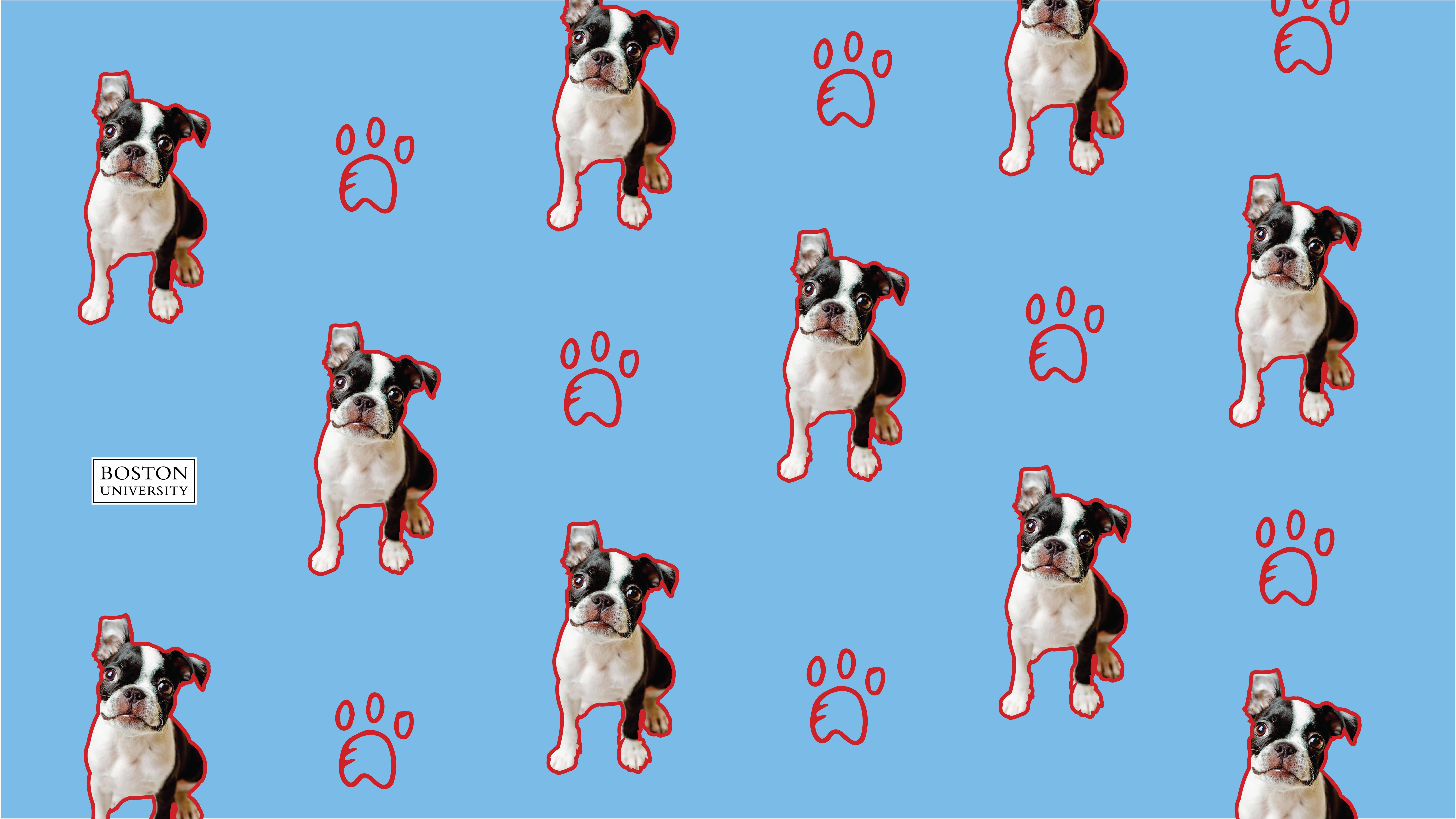 Boston University, Boston Terrier puppies, red paw prints, 8K Desktop Wallpaper