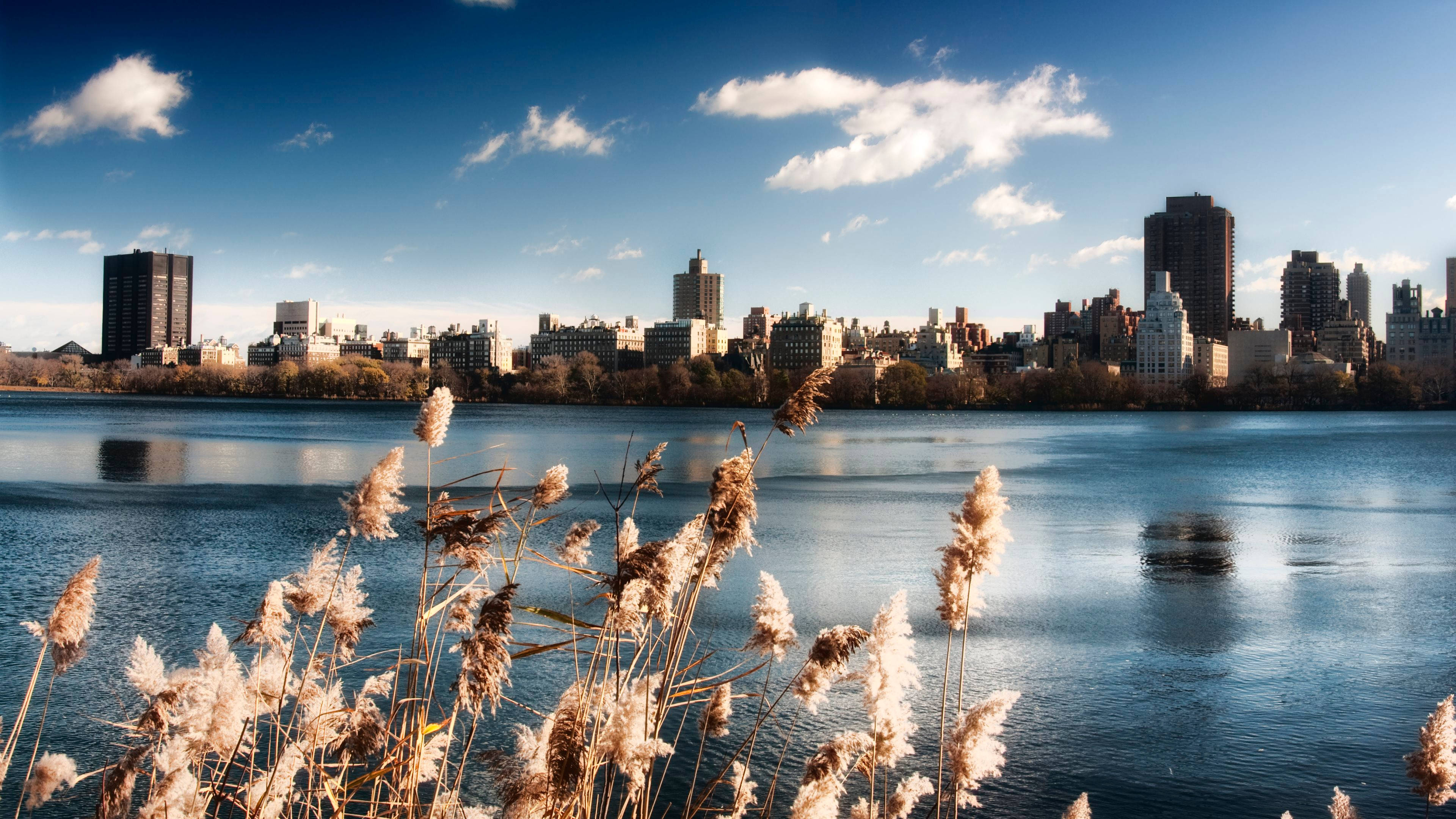 Boston, golden reeds, calm lake, 4K Desktop Wallpaper