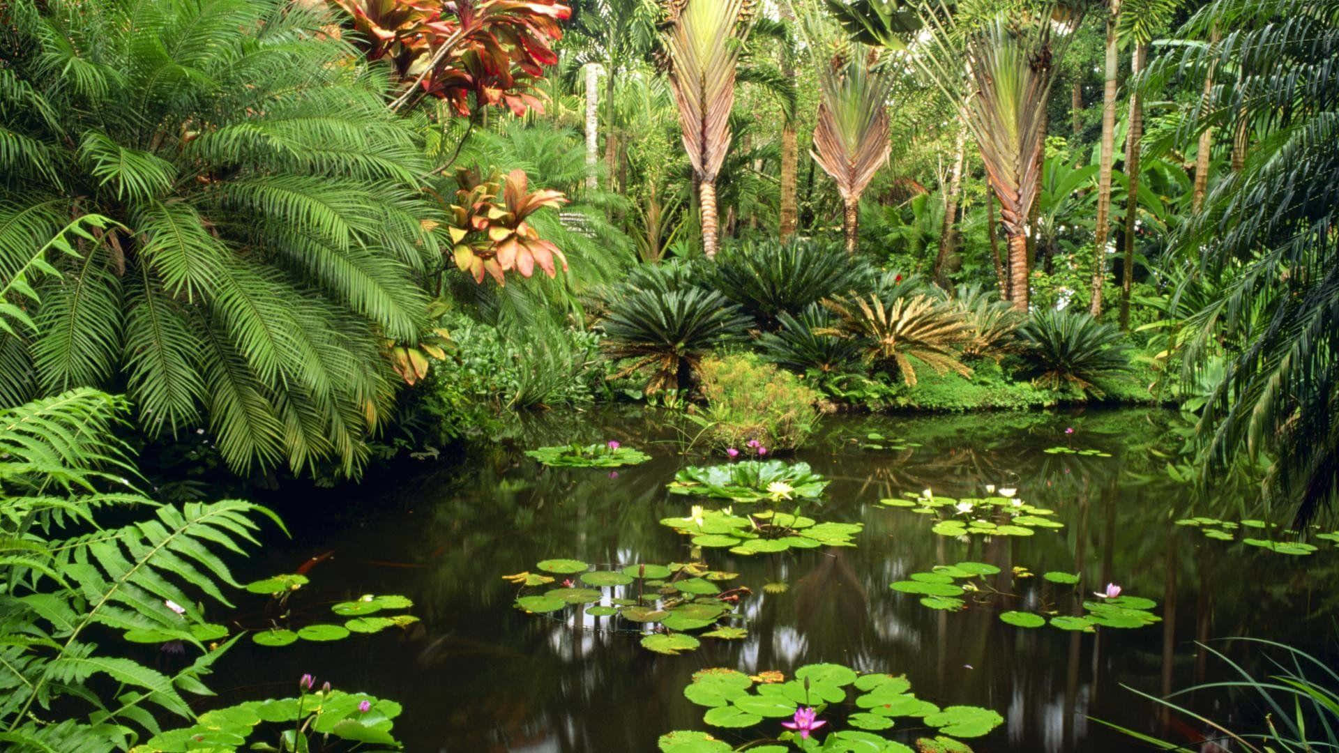 Botanical Garden, tropical pond, lily pads, Full HD Desktop Wallpaper