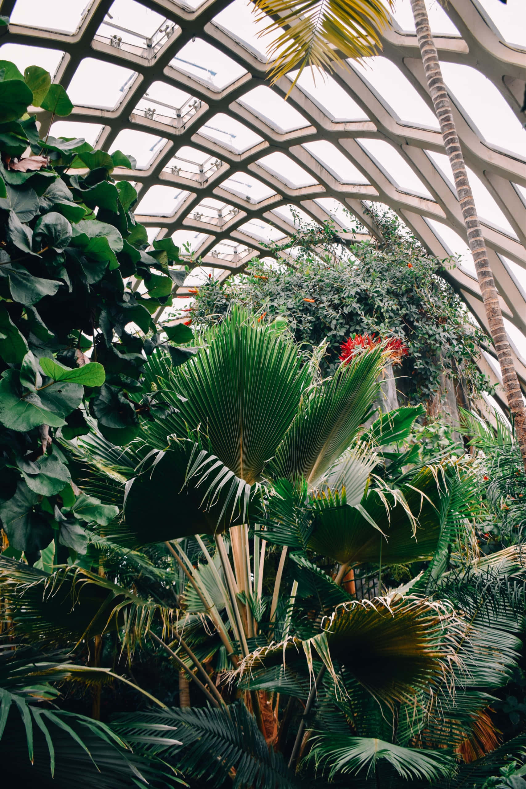Botanical Garden, geometric glass dome, vibrant indoor conservatory, 2K Phone Wallpaper