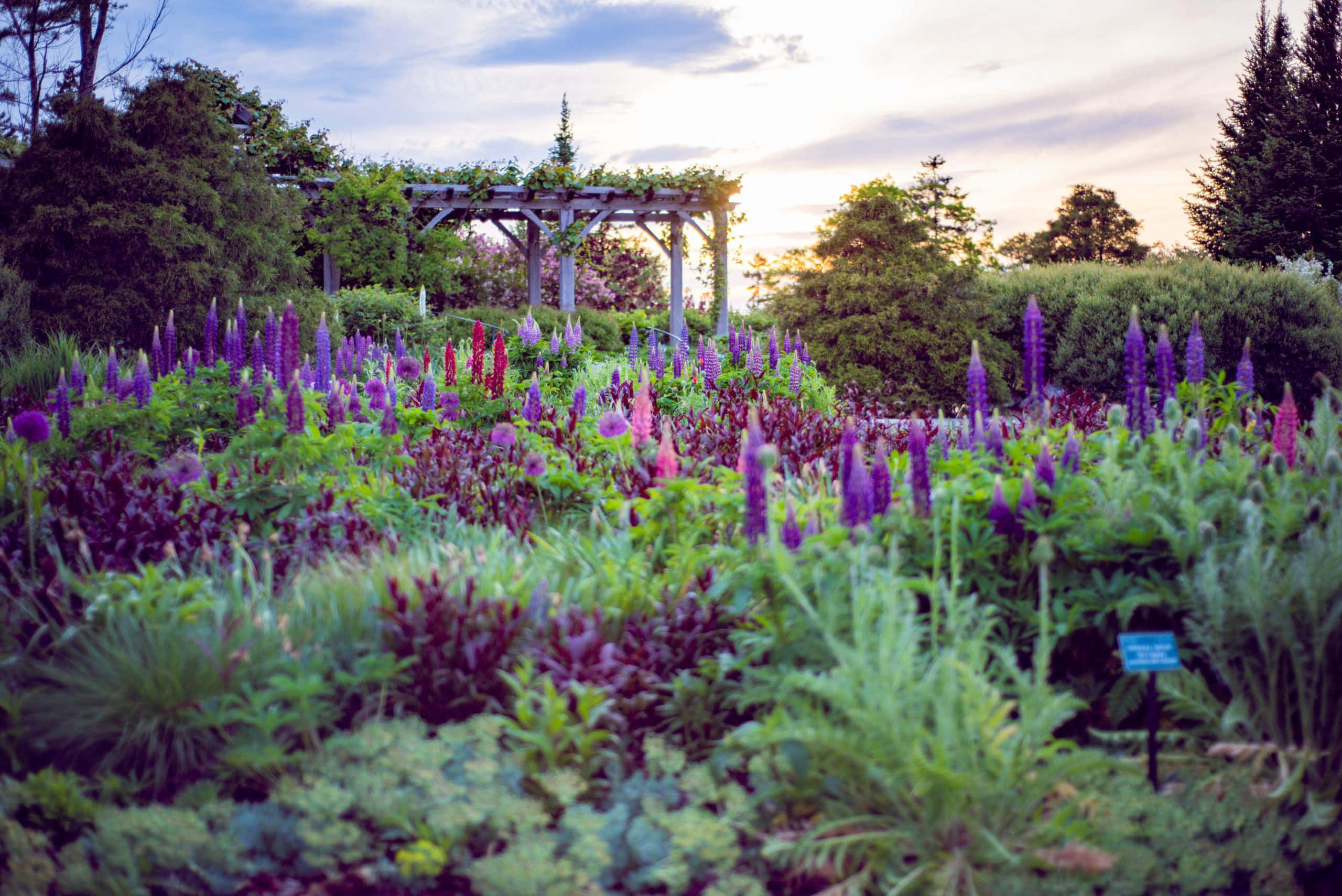 Botanical Garden, lupine flowers, wooden arbor, 2K Desktop Wallpaper