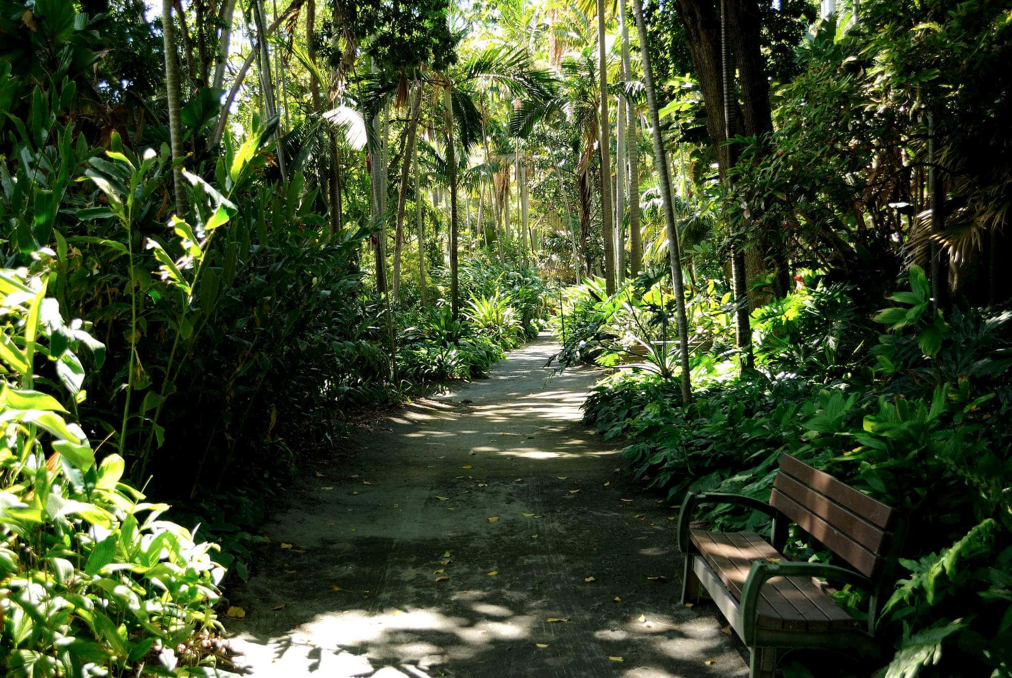 Botanical Garden, jungle path, lush green foliage, Full HD Desktop Wallpaper