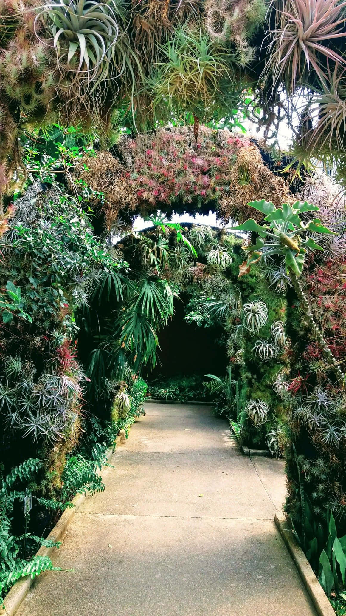 Botanical Garden, lush green archway, hanging air plants, Full HD Phone Wallpaper